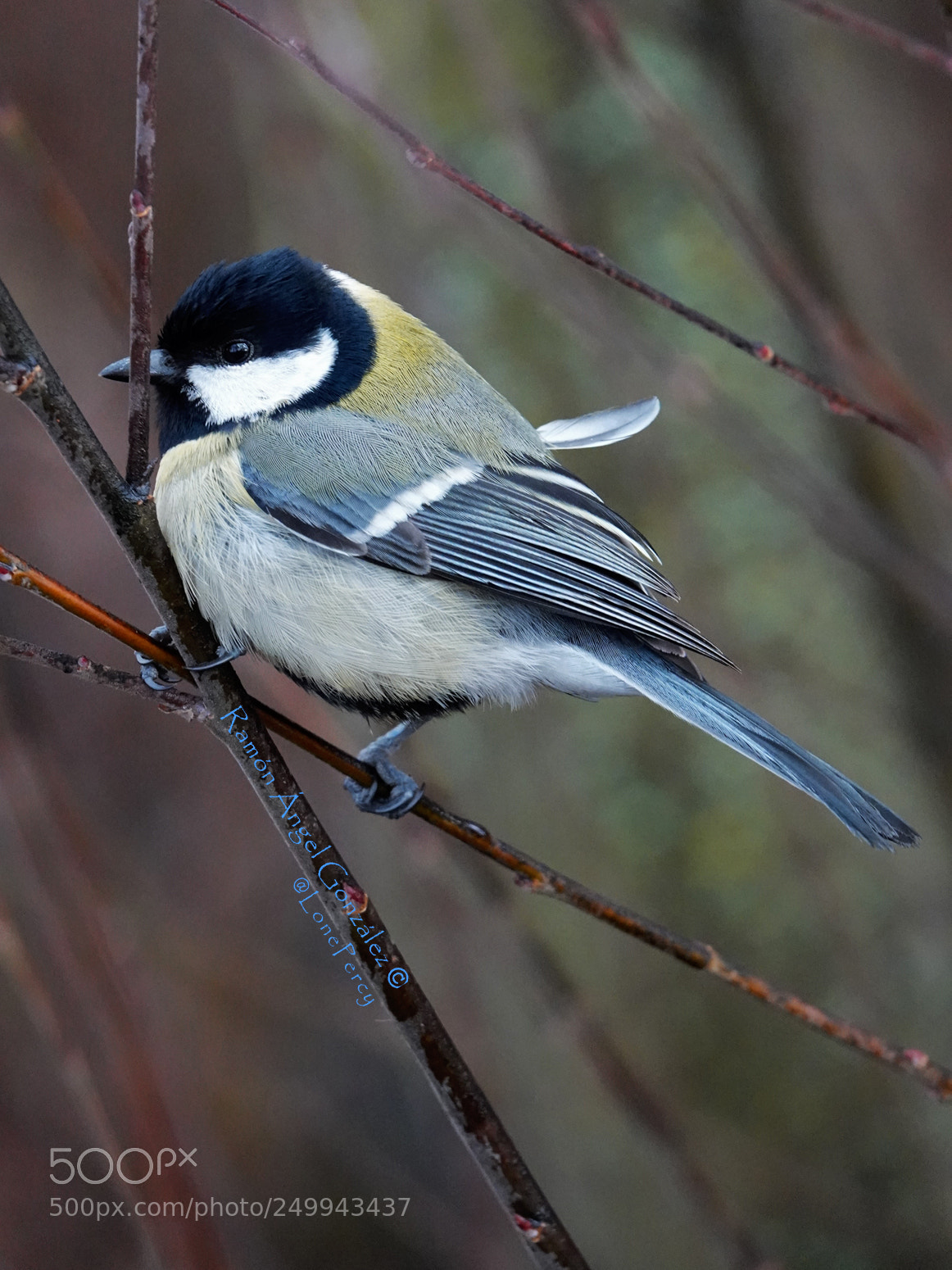 Sony Cyber-shot DSC-RX10 IV sample photo. Great tit tousled on photography