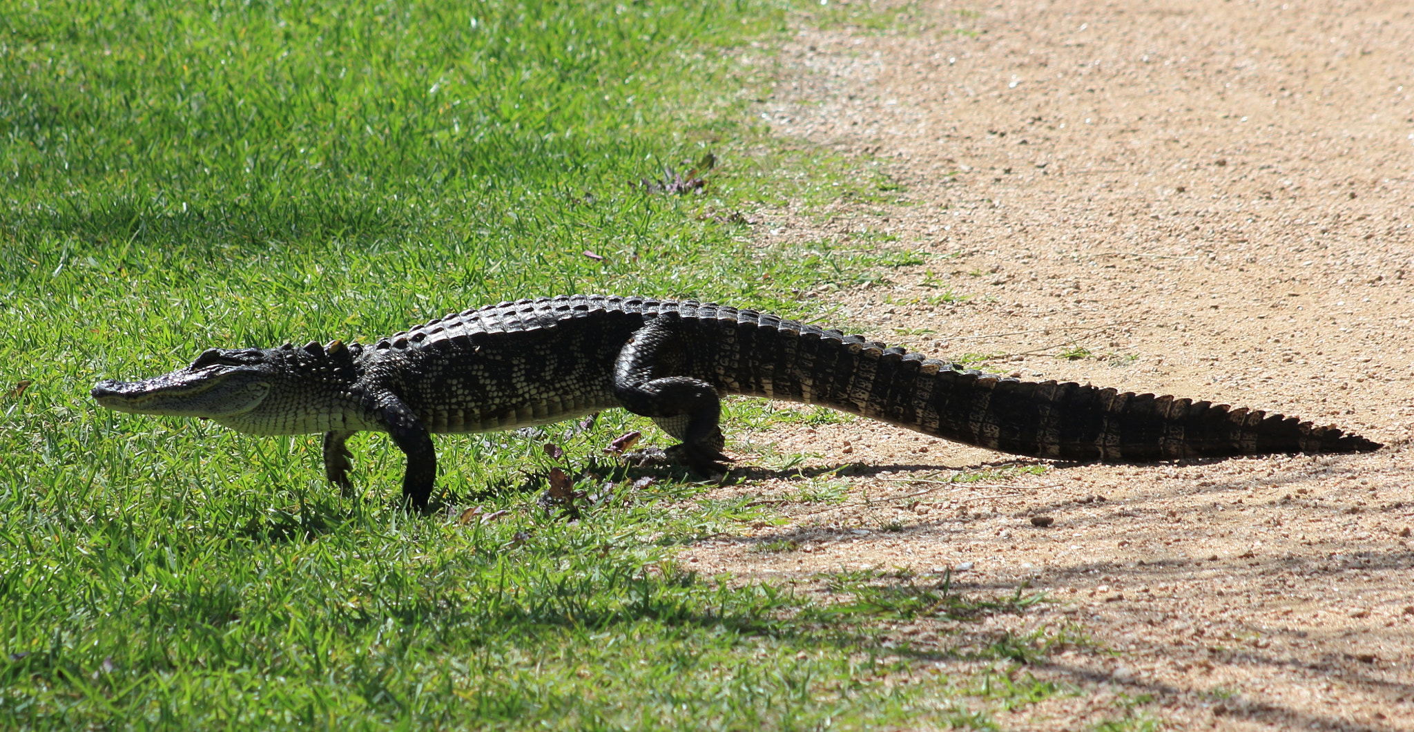 Canon EF 75-300mm f/4-5.6 sample photo. Out for a stroll photography