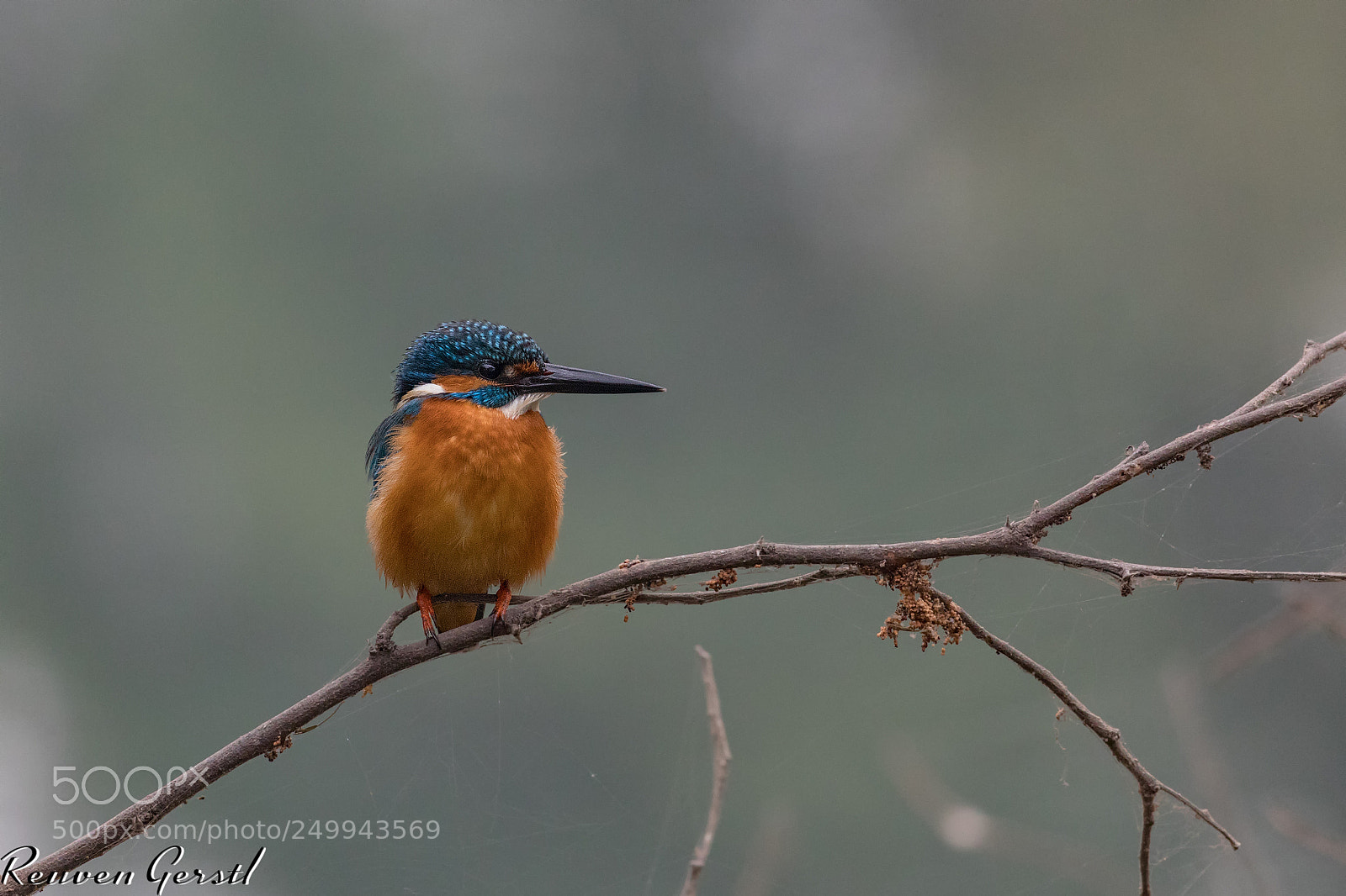 Canon EOS 5D Mark IV sample photo. Kingfisher on the tree photography