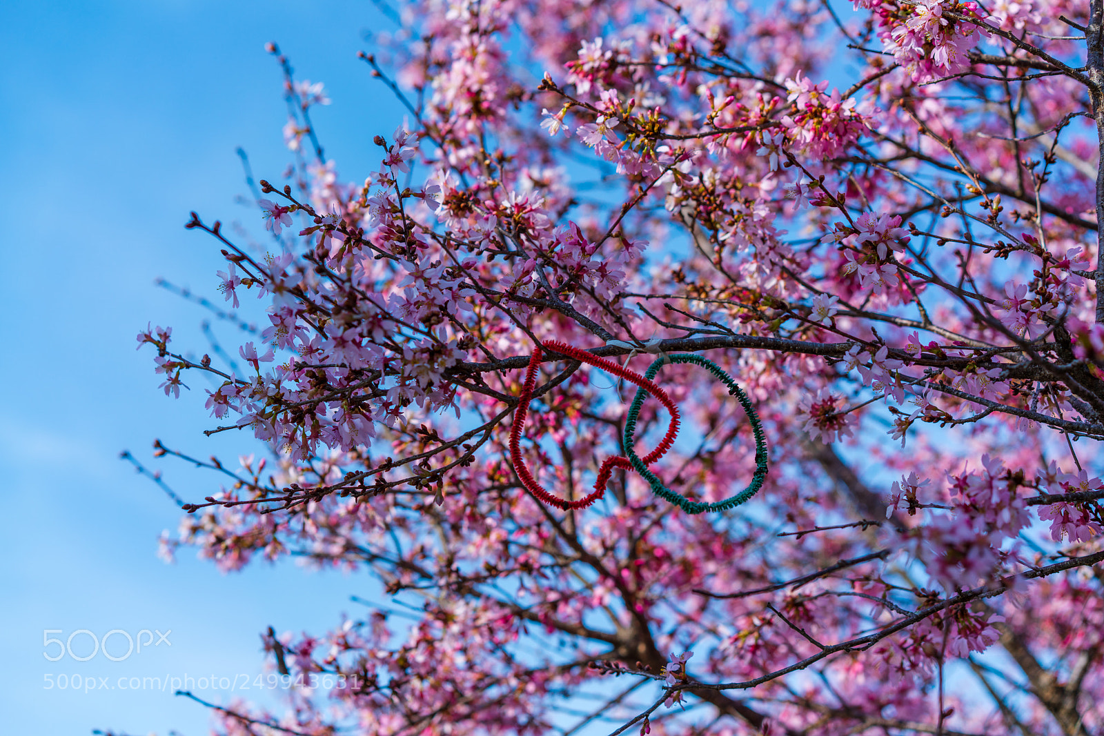Sony a7R II sample photo. Sakura--cherry blossom photography