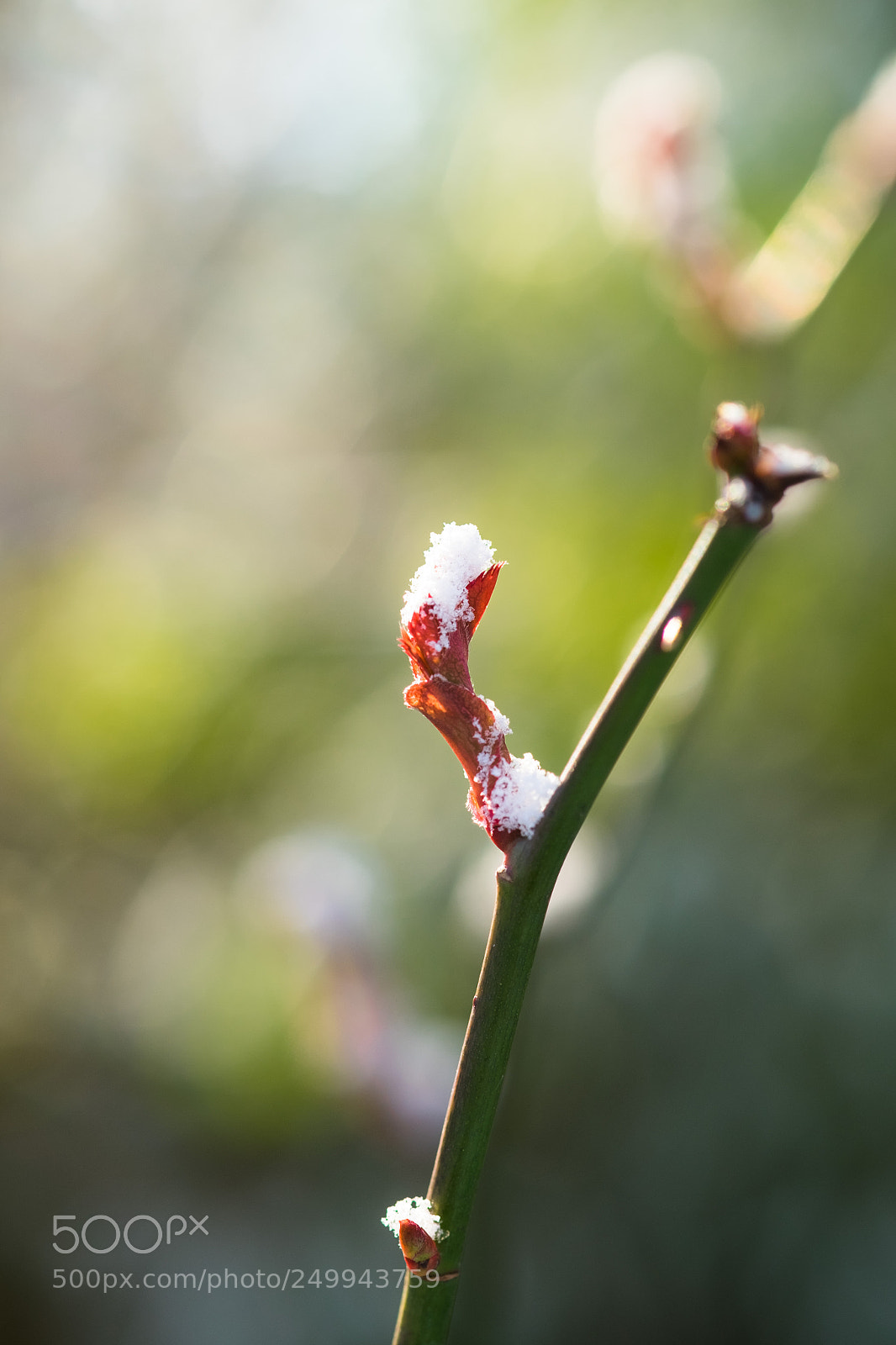 Fujifilm X-T10 sample photo. Uprising photography