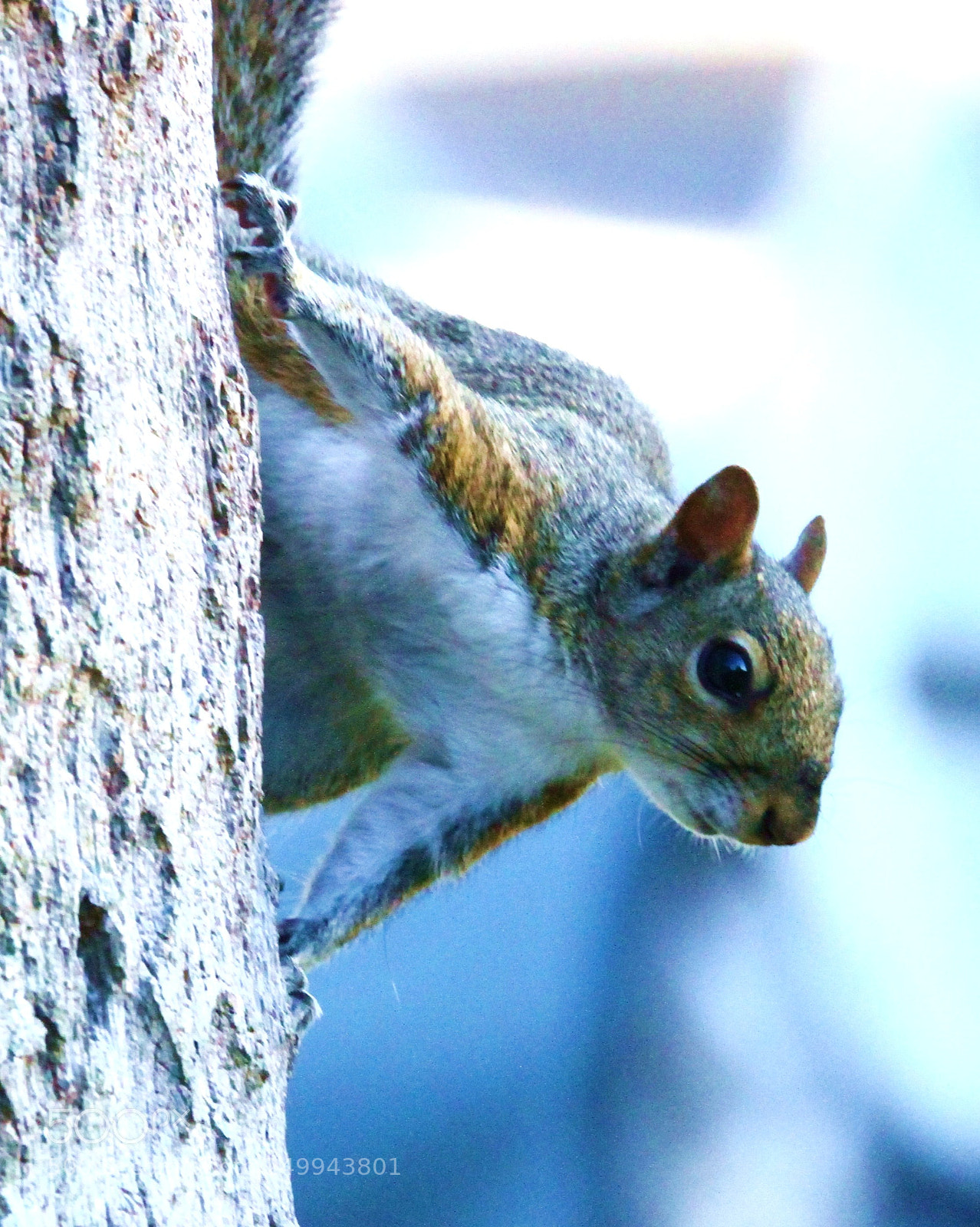 Canon EOS 7D sample photo. Curious squirrel vsprt photography