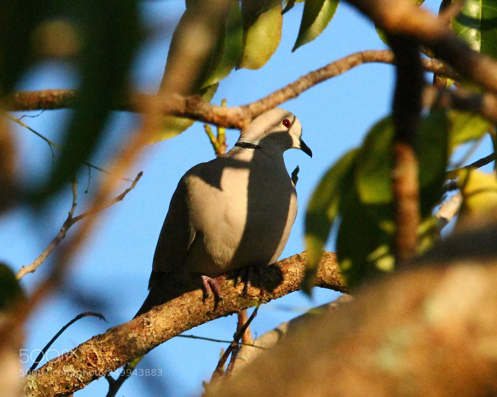 Canon EOS 7D sample photo. Shy dove vs prt photography