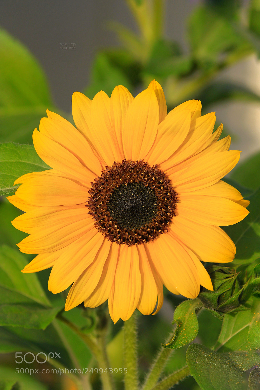 Canon EOS 7D Mark II sample photo. Untitled photography