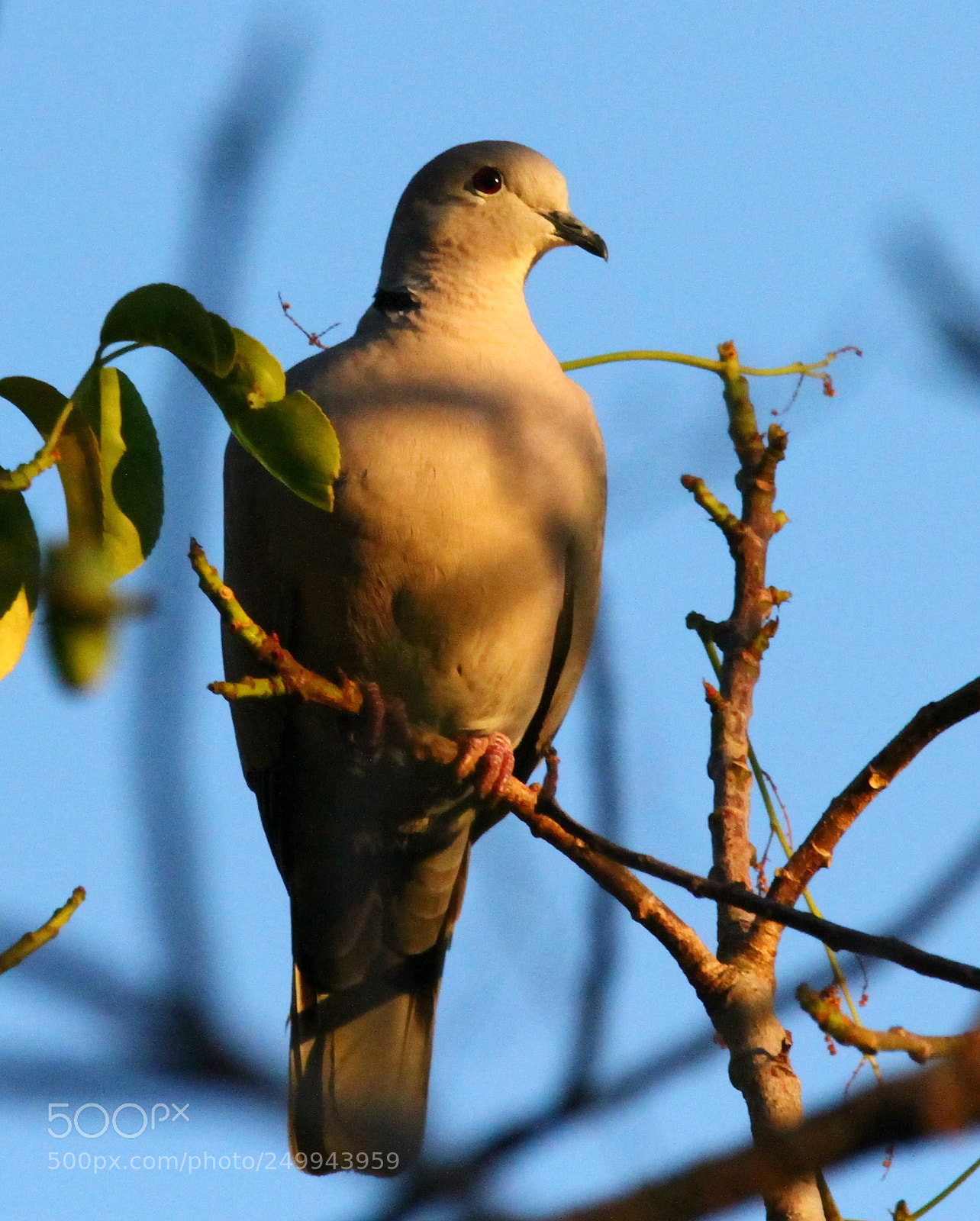 Canon EOS 7D sample photo. Sunset dove vs photography