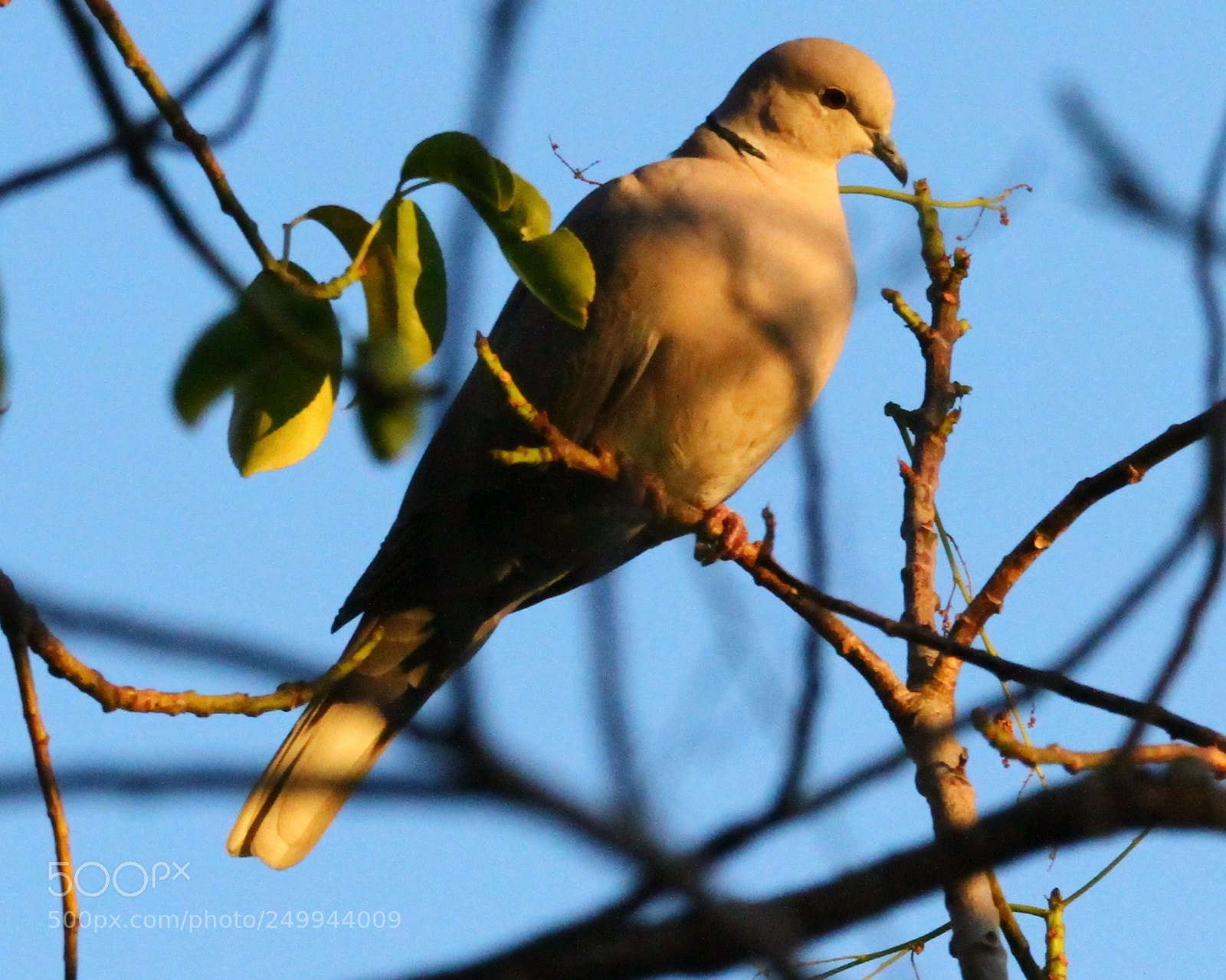 Canon EOS 7D sample photo. Sunset dove vs prt photography