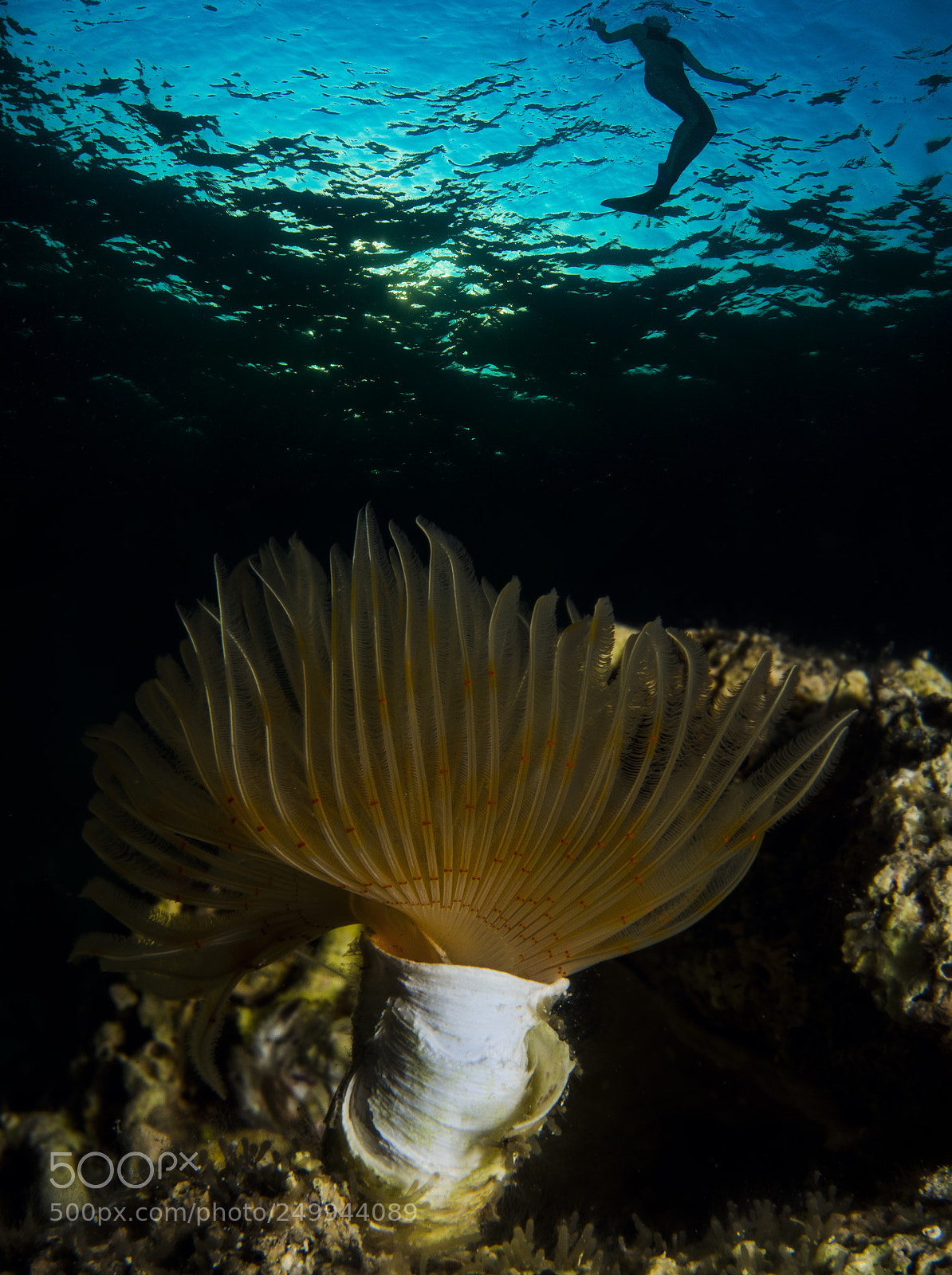 Nikon D800E sample photo. The magic underwater world photography