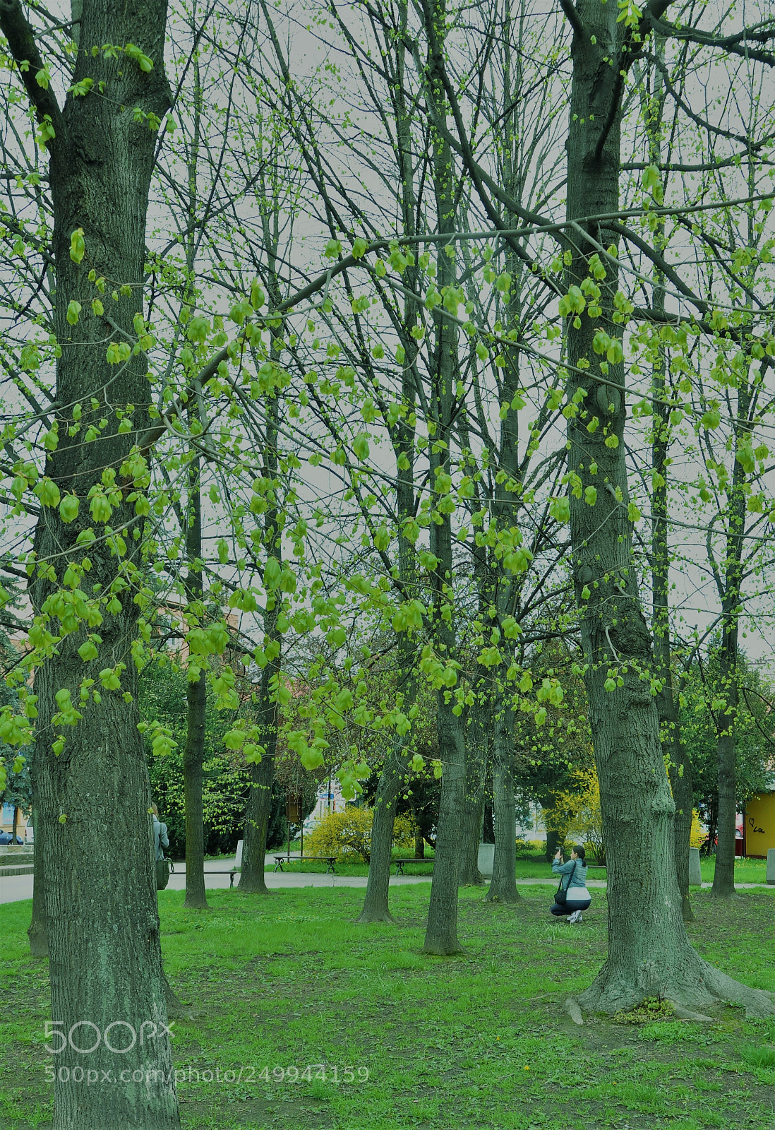 Nikon D90 sample photo. The park photography