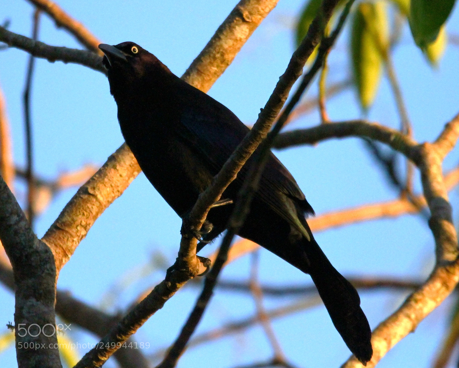 Canon EOS 7D sample photo. Grackle eye vs photography