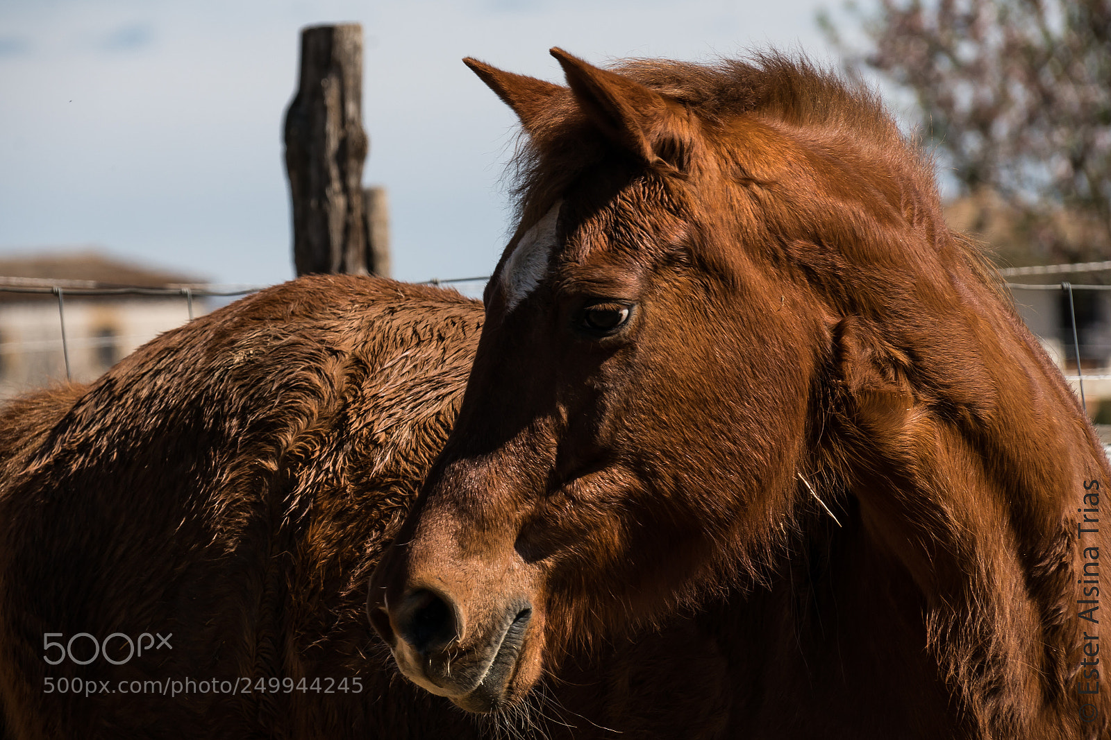 Sony a7R II sample photo. Caballo photography