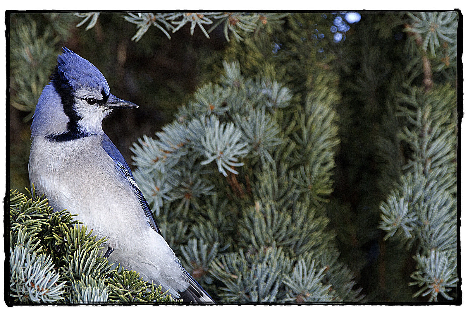 Canon EOS 7D sample photo. Blue jay. photography