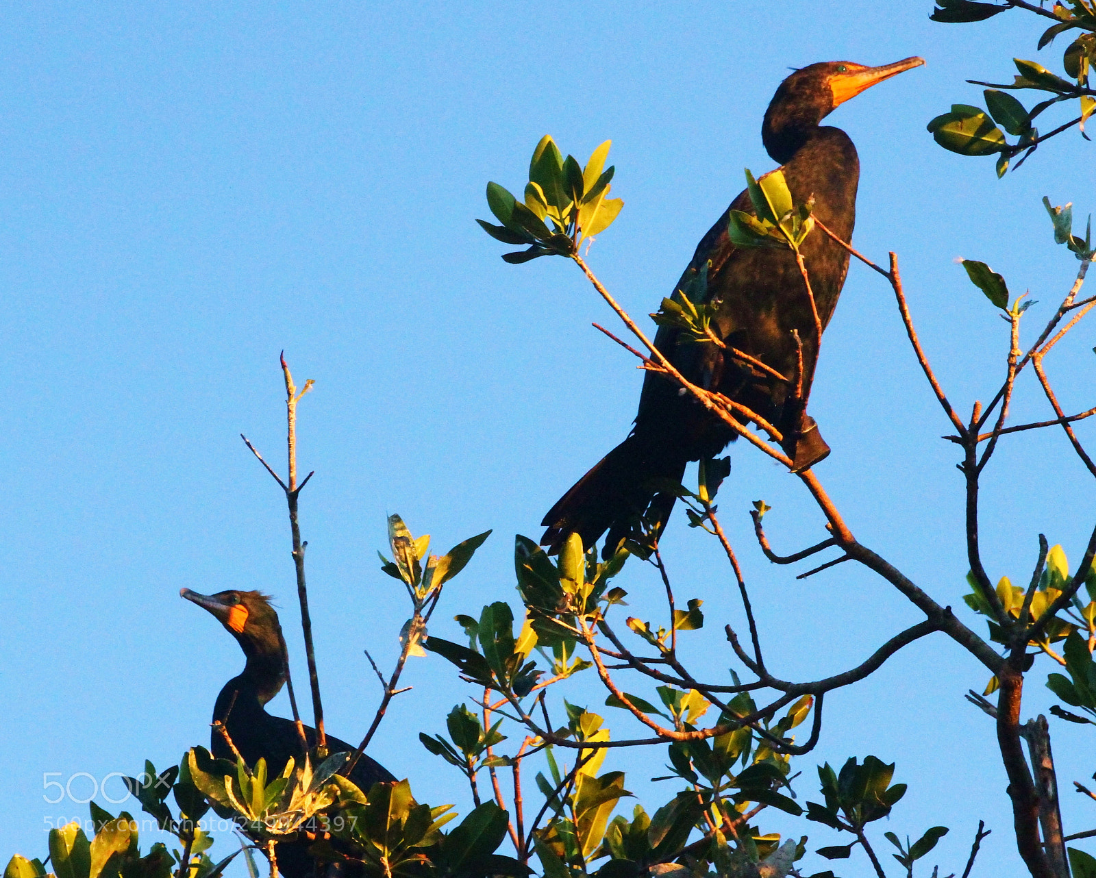 Canon EOS 7D sample photo. Cormorant pair photography