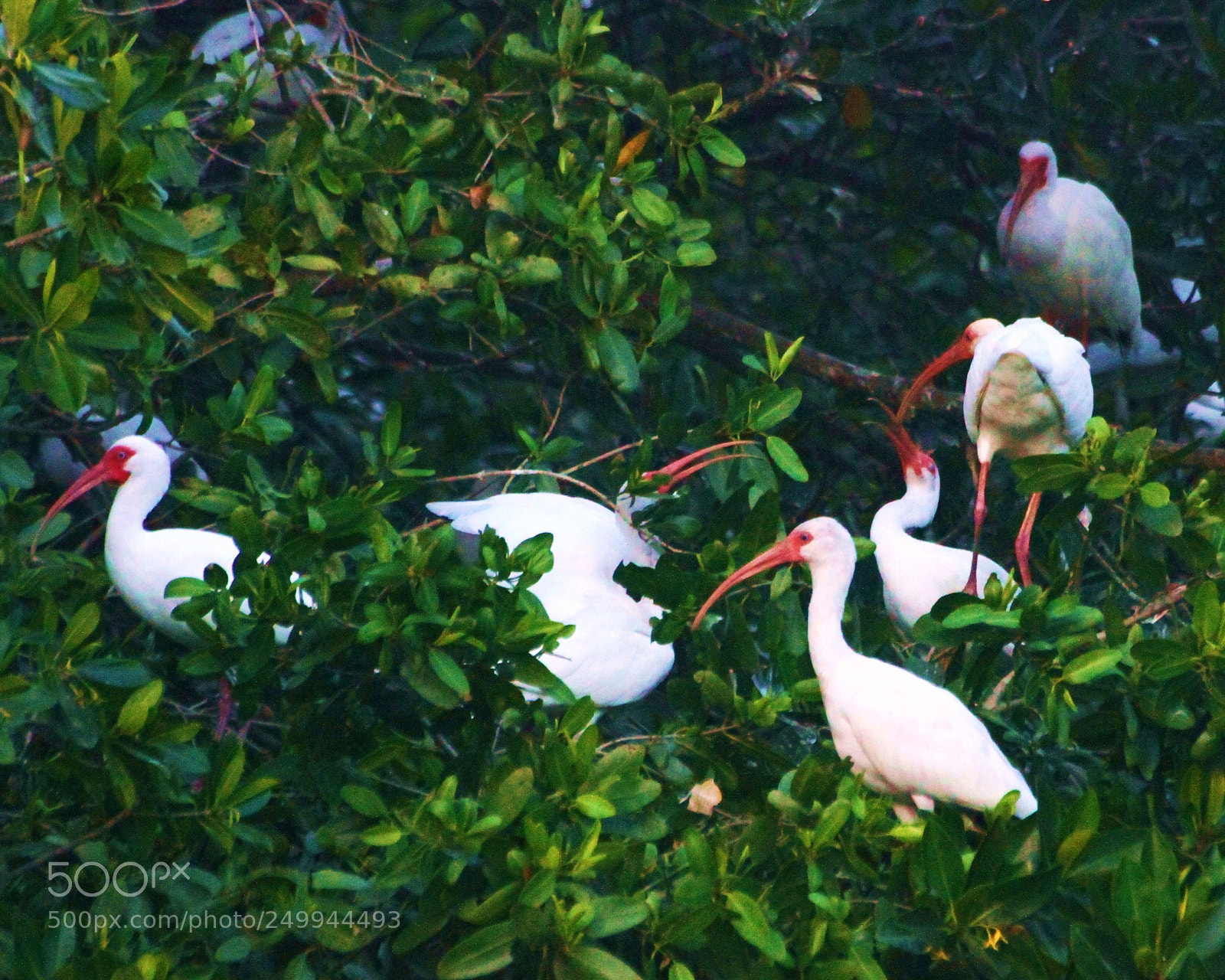 Canon EOS 7D sample photo. Roosting ibis vs prt photography