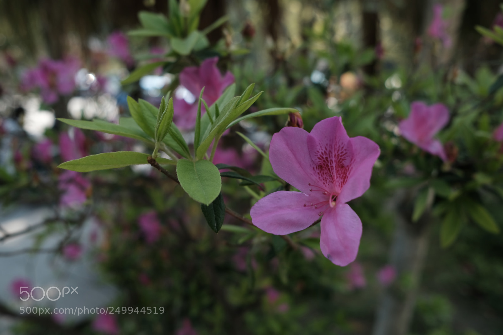 Fujifilm X-Pro2 sample photo. Hong kong  photography