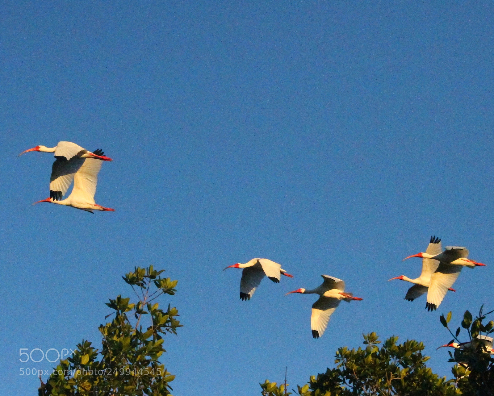 Canon EOS 7D sample photo. Platoon of ibis vs photography