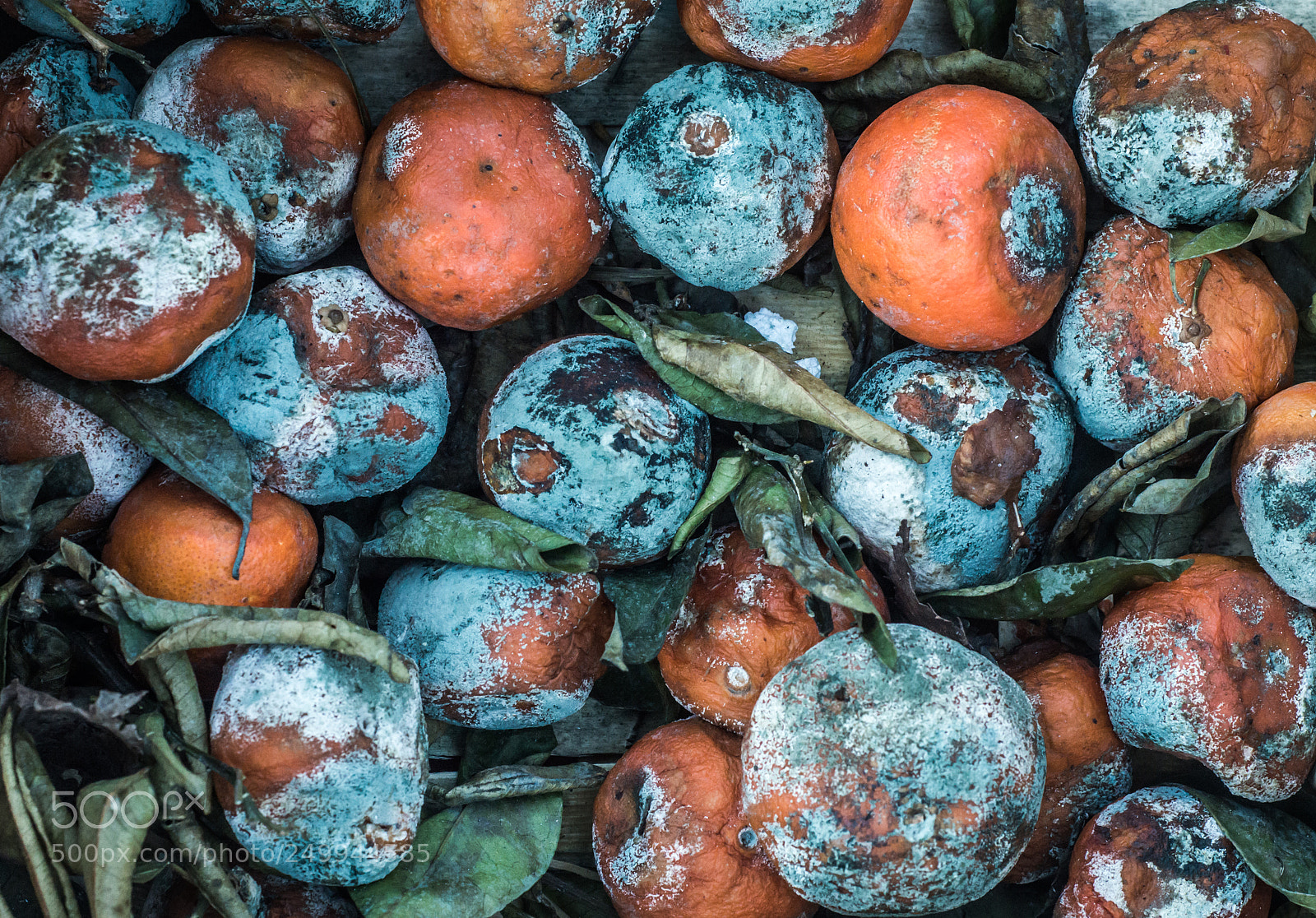 Nikon D800 sample photo. Rotting fruit texture background photography