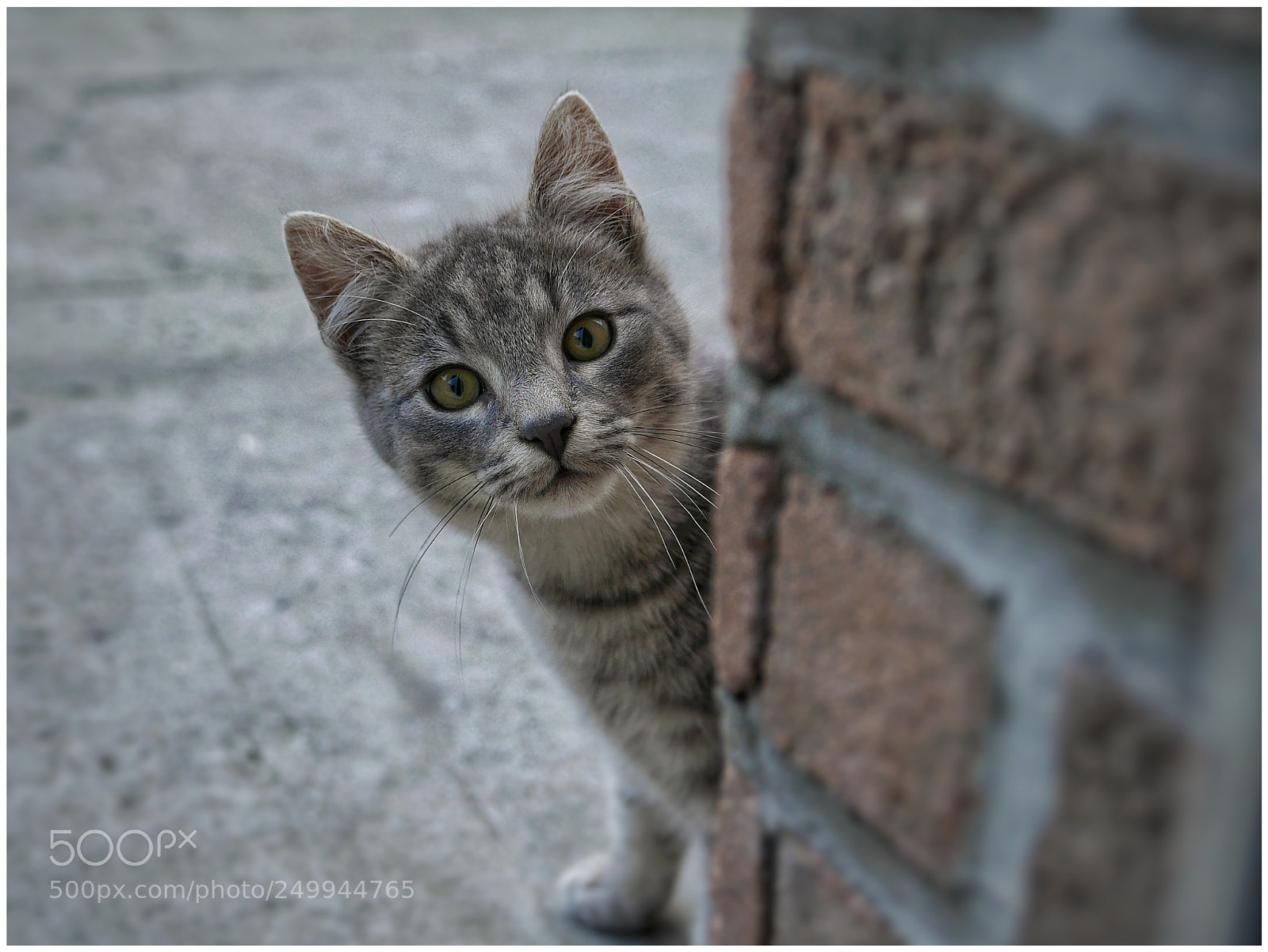 Panasonic Lumix DMC-LX100 sample photo. Did you see me ? photography