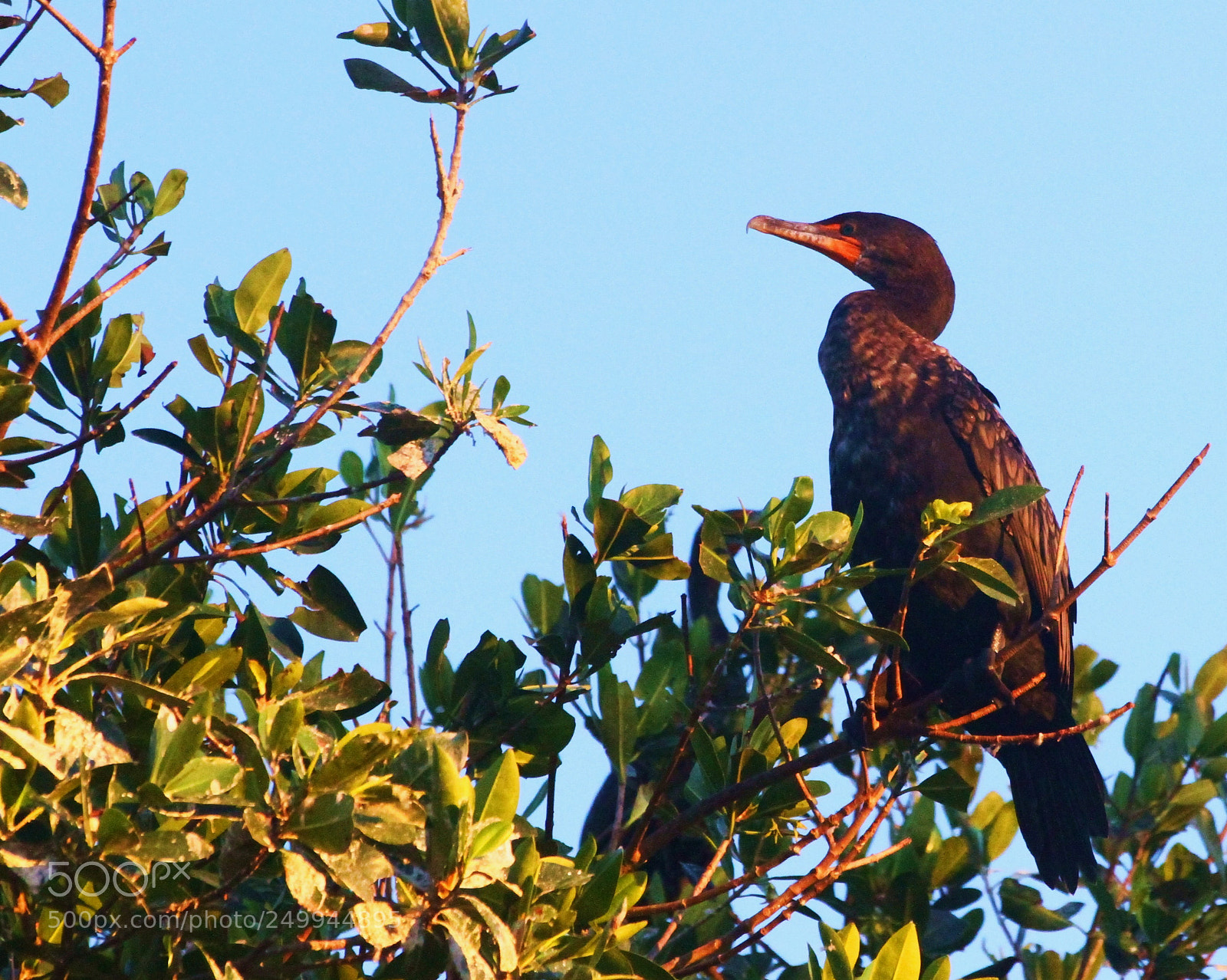 Canon EOS 7D sample photo. Double breasted cormorant photography