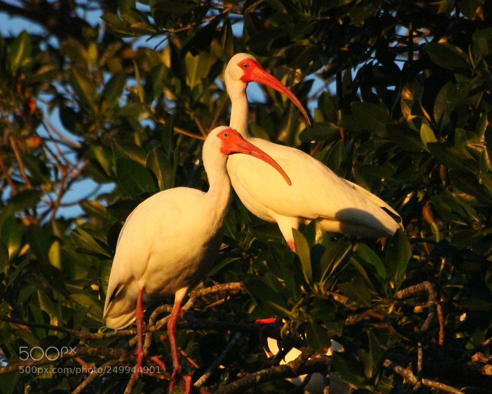 Canon EOS 7D sample photo. Ibis beaks vs photography