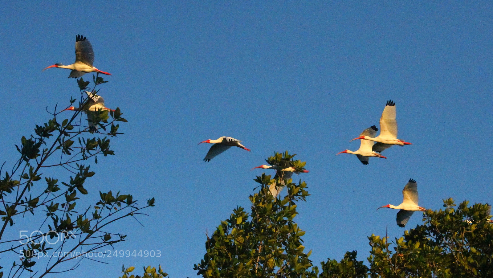 Canon EOS 7D sample photo. Ibis in air vs photography