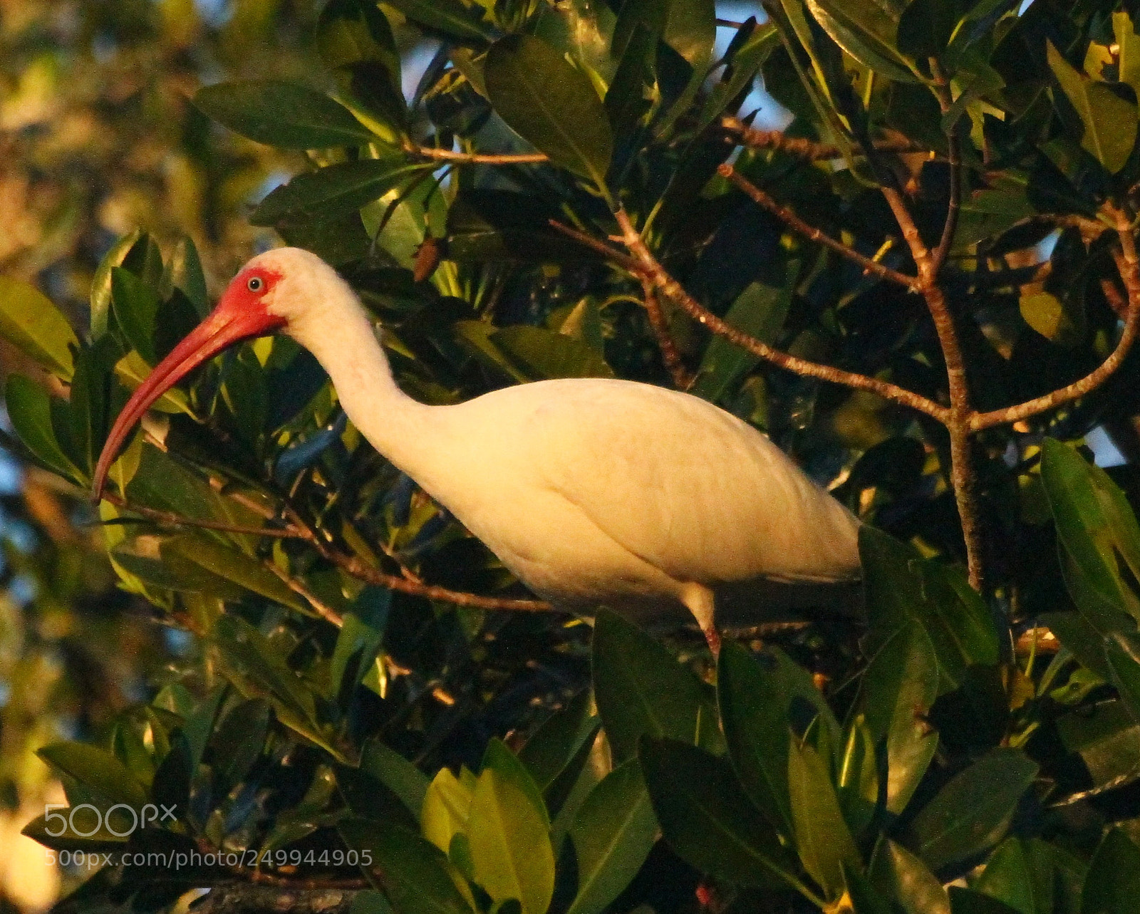 Canon EOS 7D sample photo. Ibis in mangrovevs photography