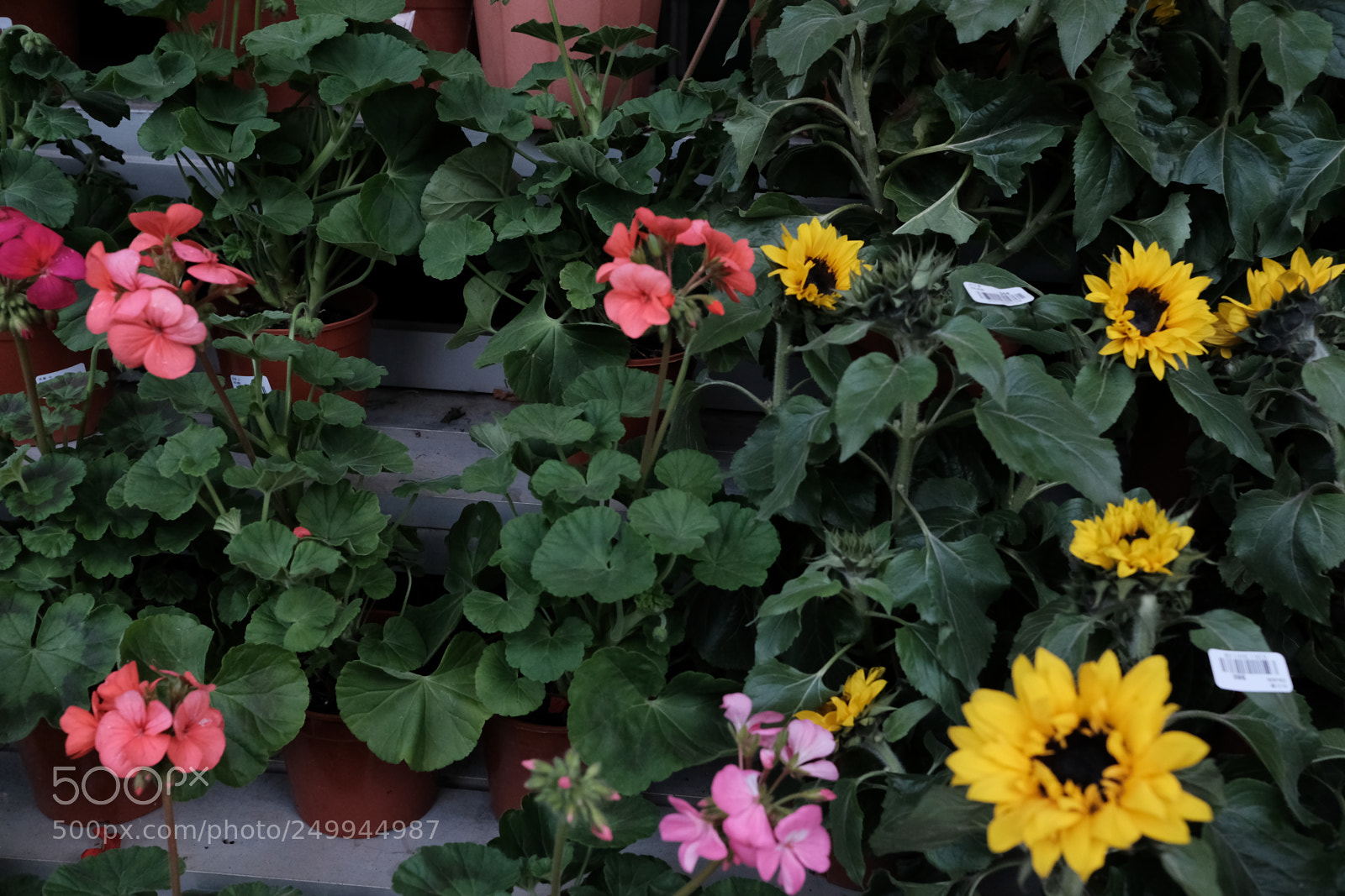 Fujifilm X-Pro2 sample photo. Hong kong  photography