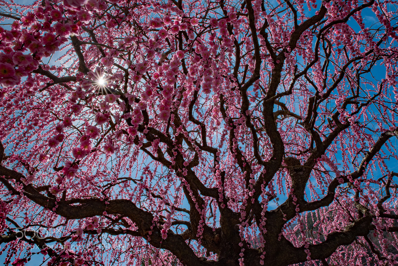Pentax K-1 sample photo. Ume iv photography