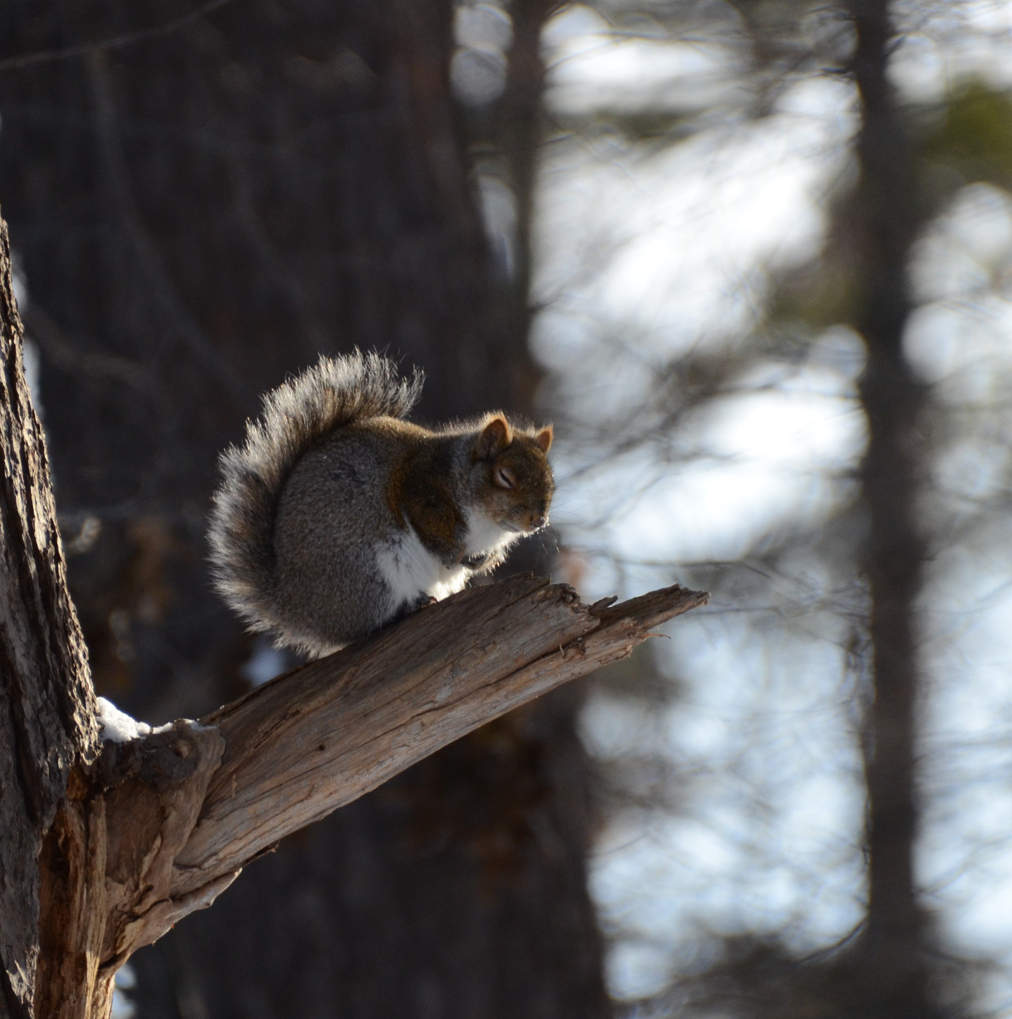 Nikon D7000 sample photo. (just chilling) photography