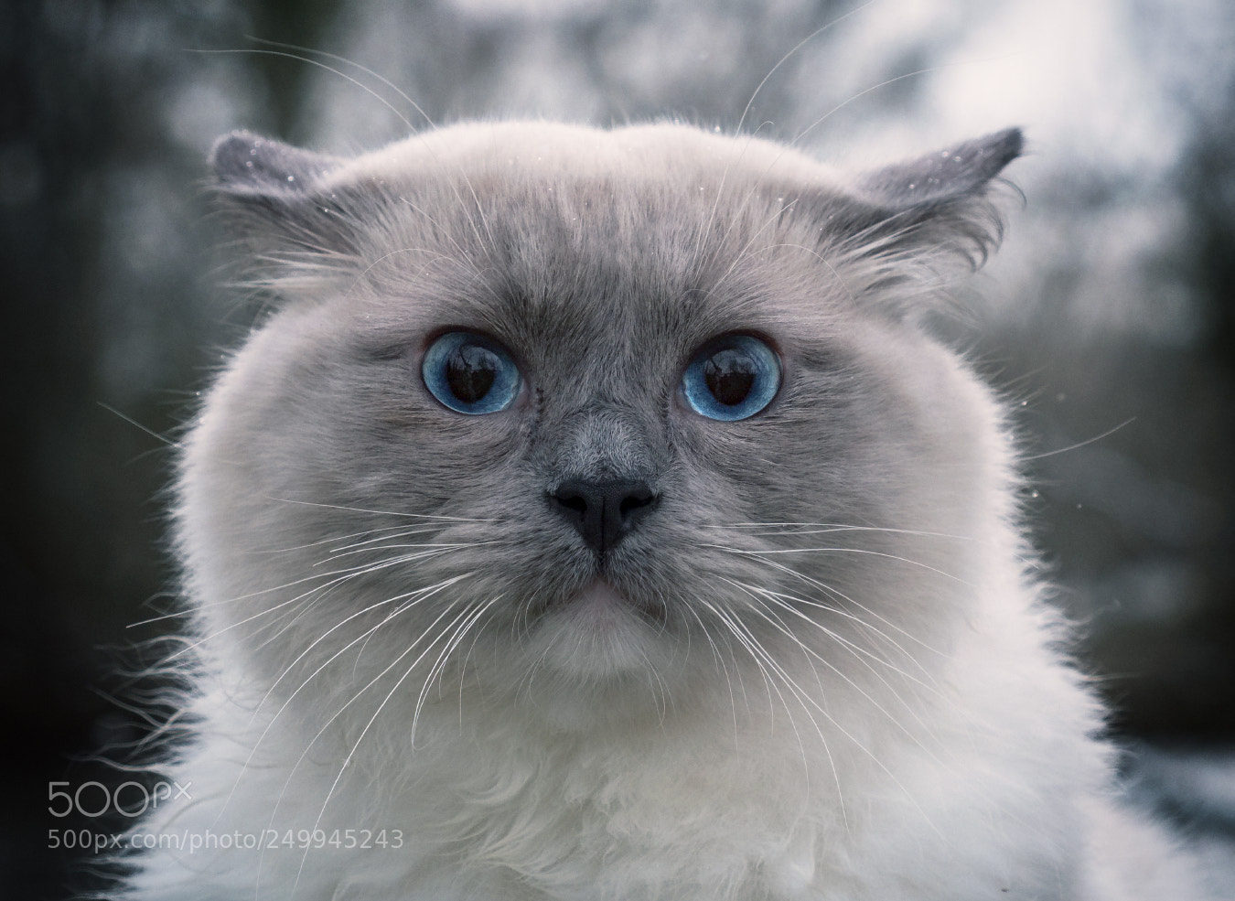 Fujifilm X-T20 sample photo. Simba the cat 2 photography