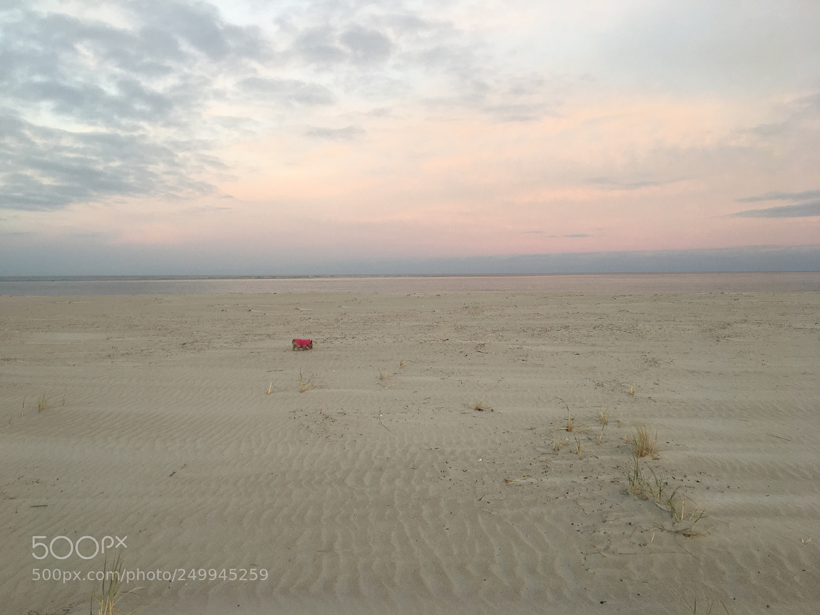 Apple iPhone 6s sample photo. Dog and sunset photography