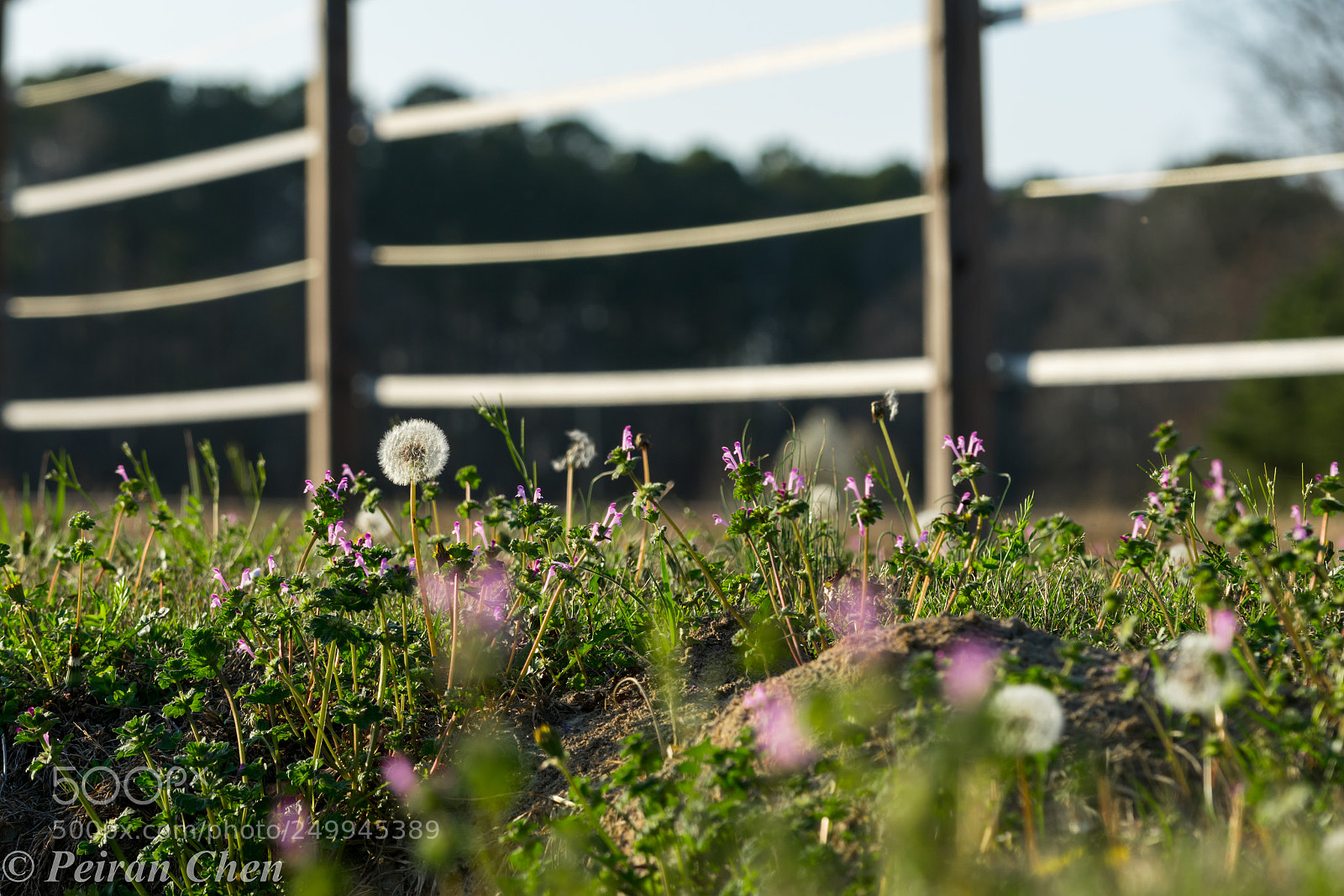 Sony a7R II sample photo. Dandelion photography