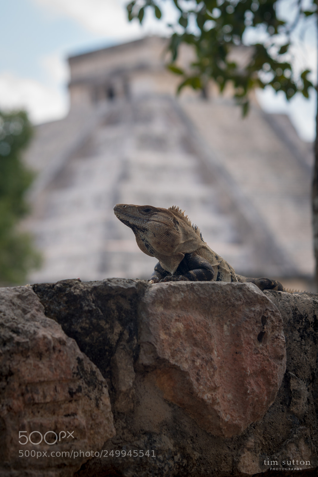 Sony ILCA-77M2 sample photo. Iguana at chich n photography