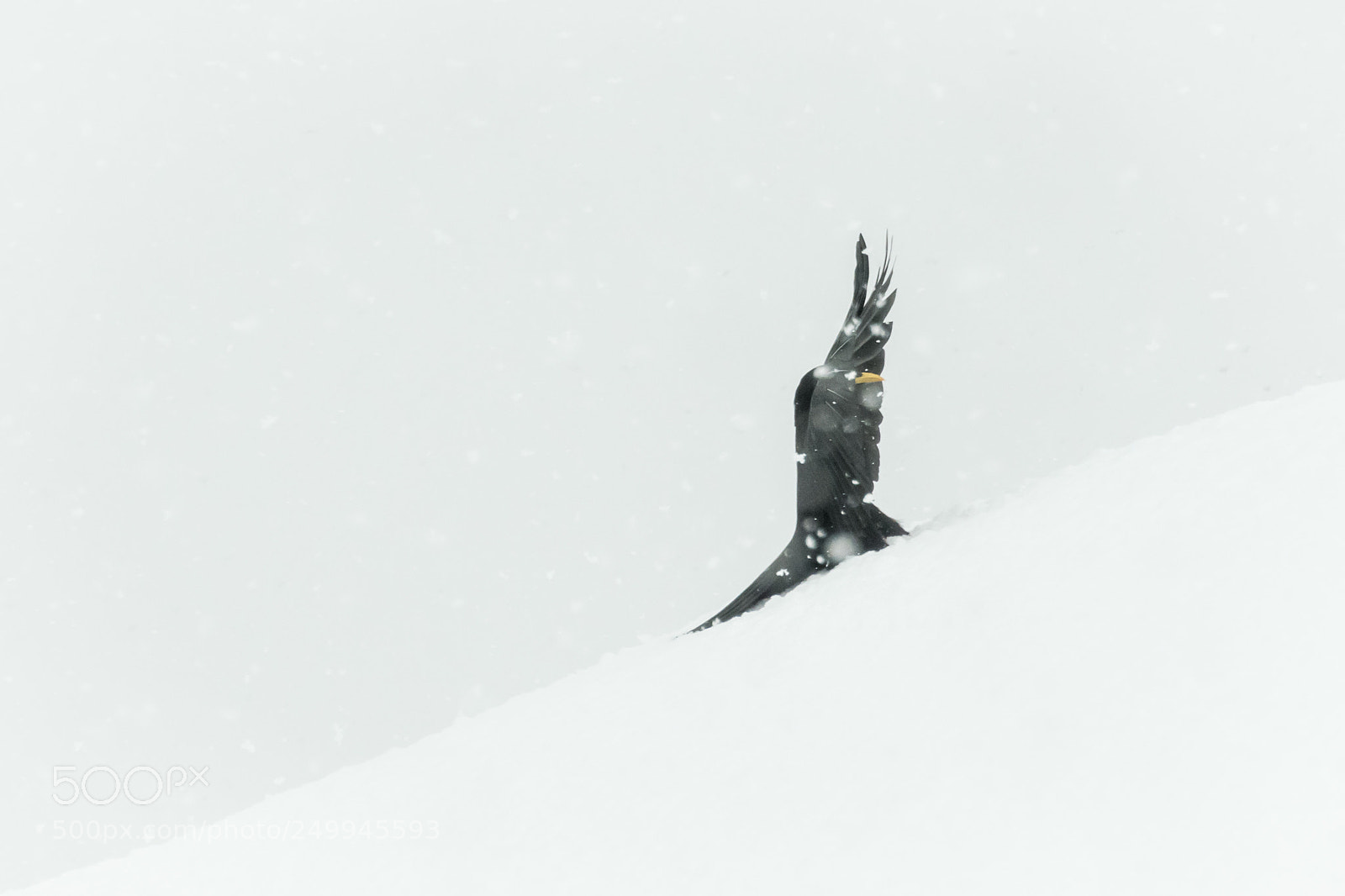 Nikon D7200 sample photo. Bird dancing in the photography