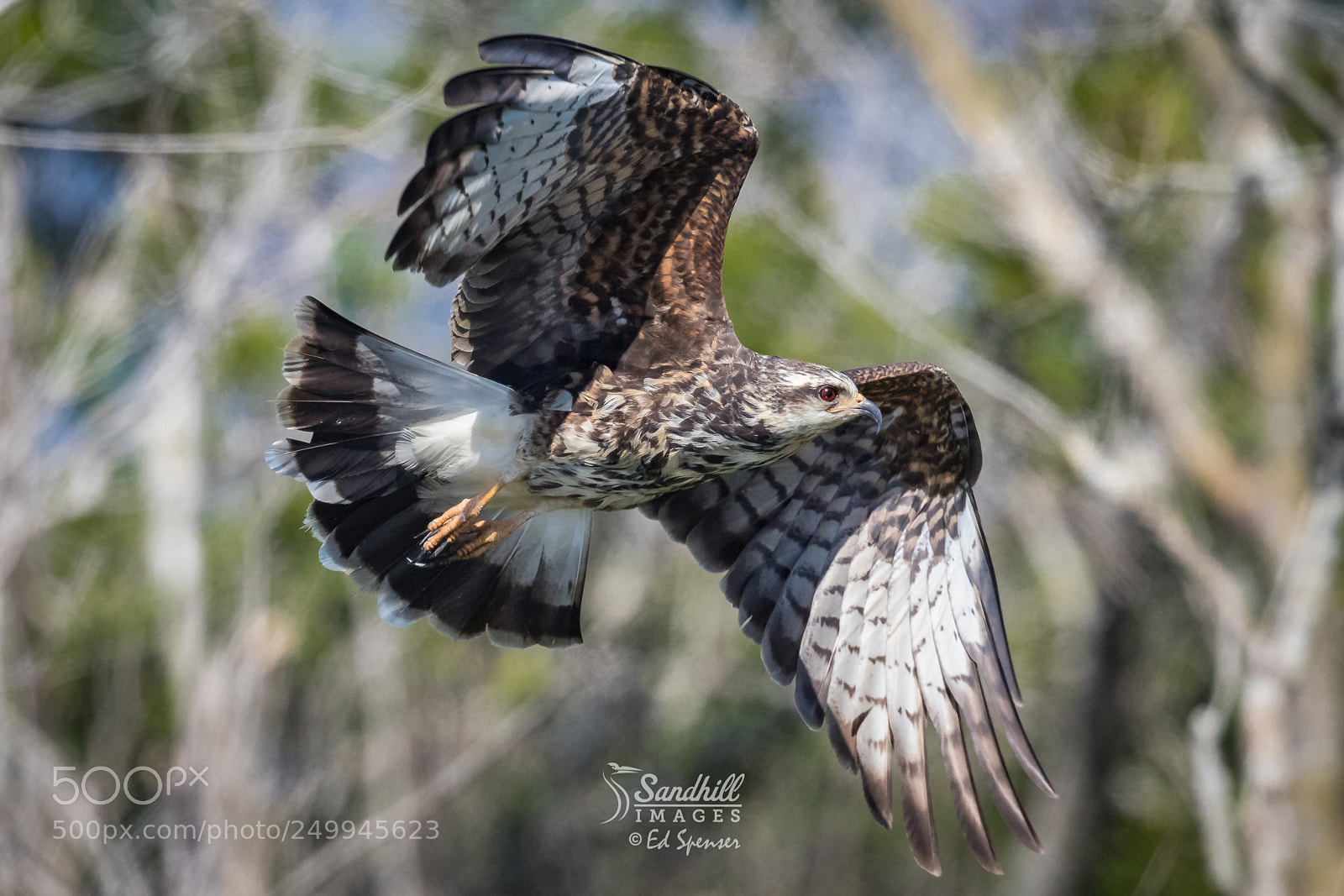 Canon EOS 7D Mark II sample photo. Snail kite, female photography