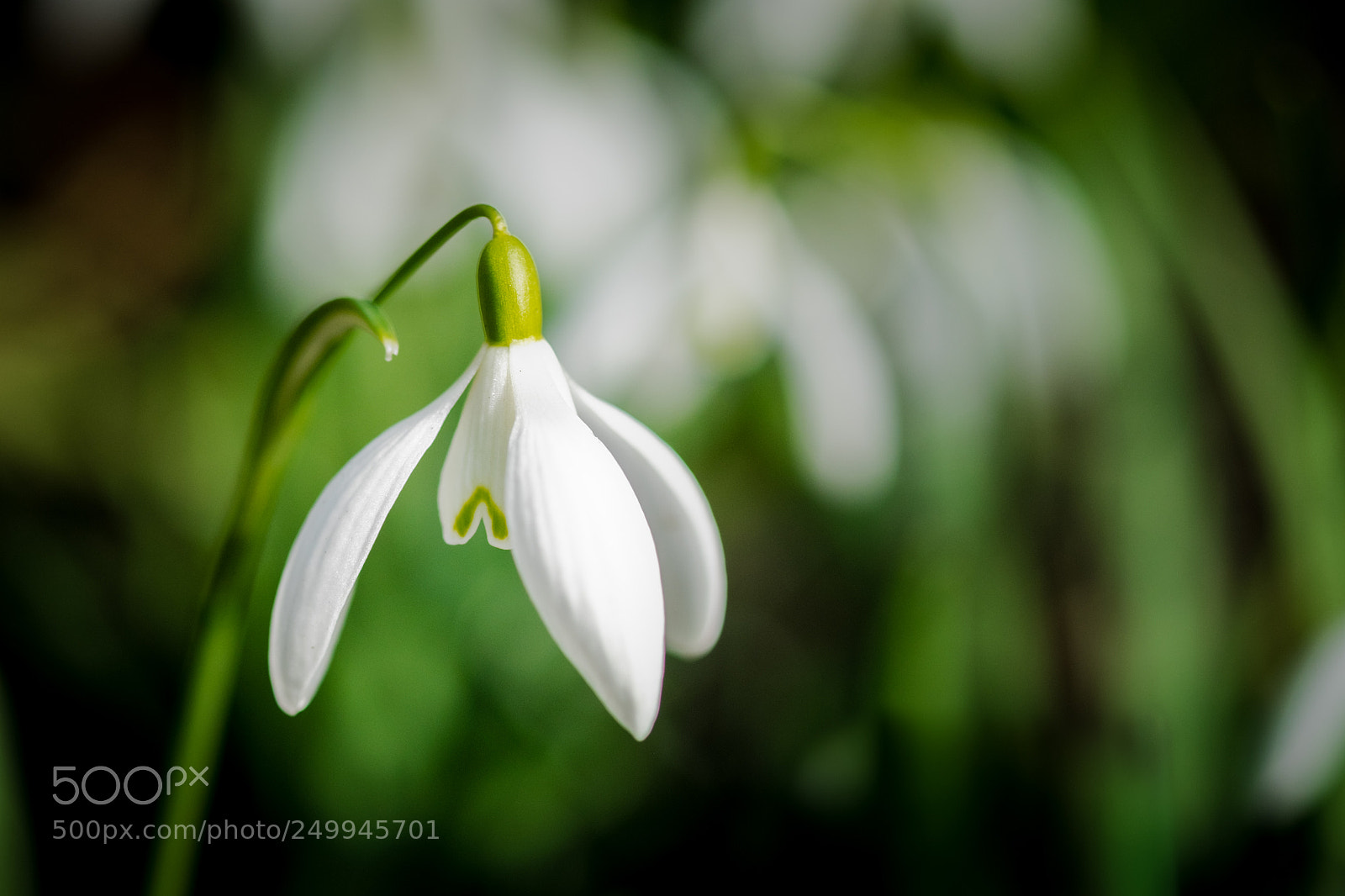 Fujifilm X-T10 sample photo. Snowdrop photography
