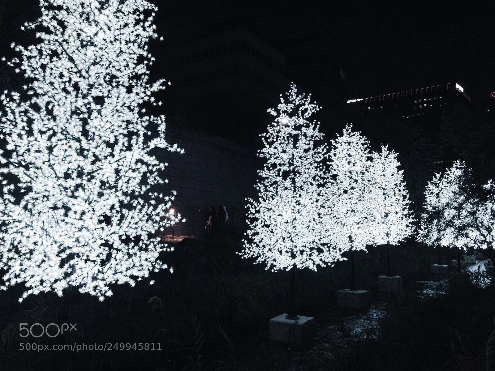 Apple iPhone 5 sample photo. Tree lights photography
