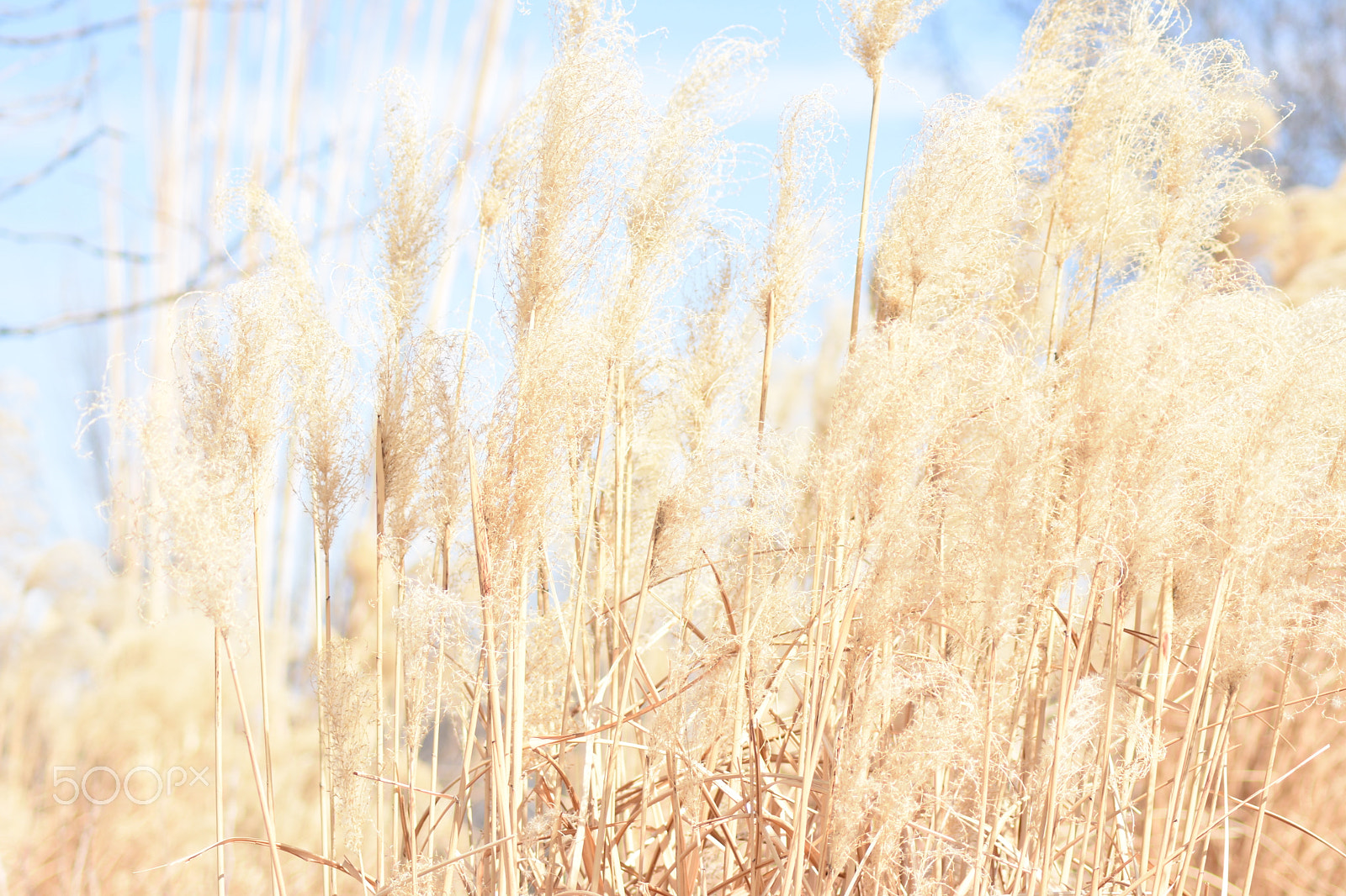 Nikon D7200 + Nikon AF Nikkor 70-300mm F4-5.6G sample photo. Yellow cock's-foot grass photography