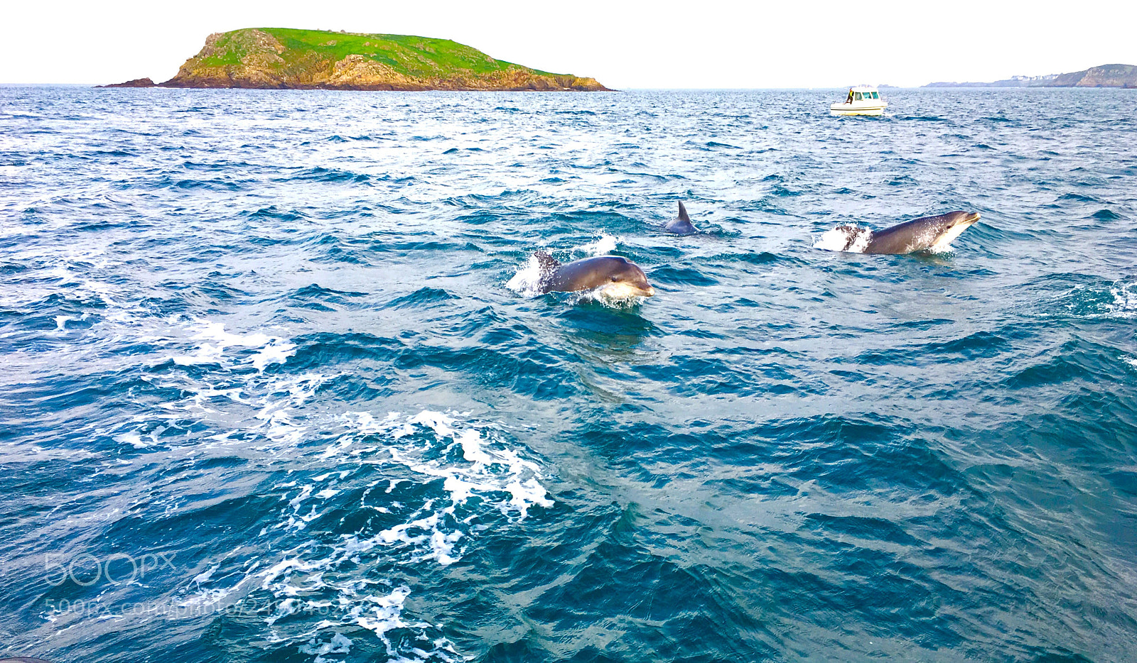 Apple iPhone 6s sample photo. Dolphins in french brittany photography