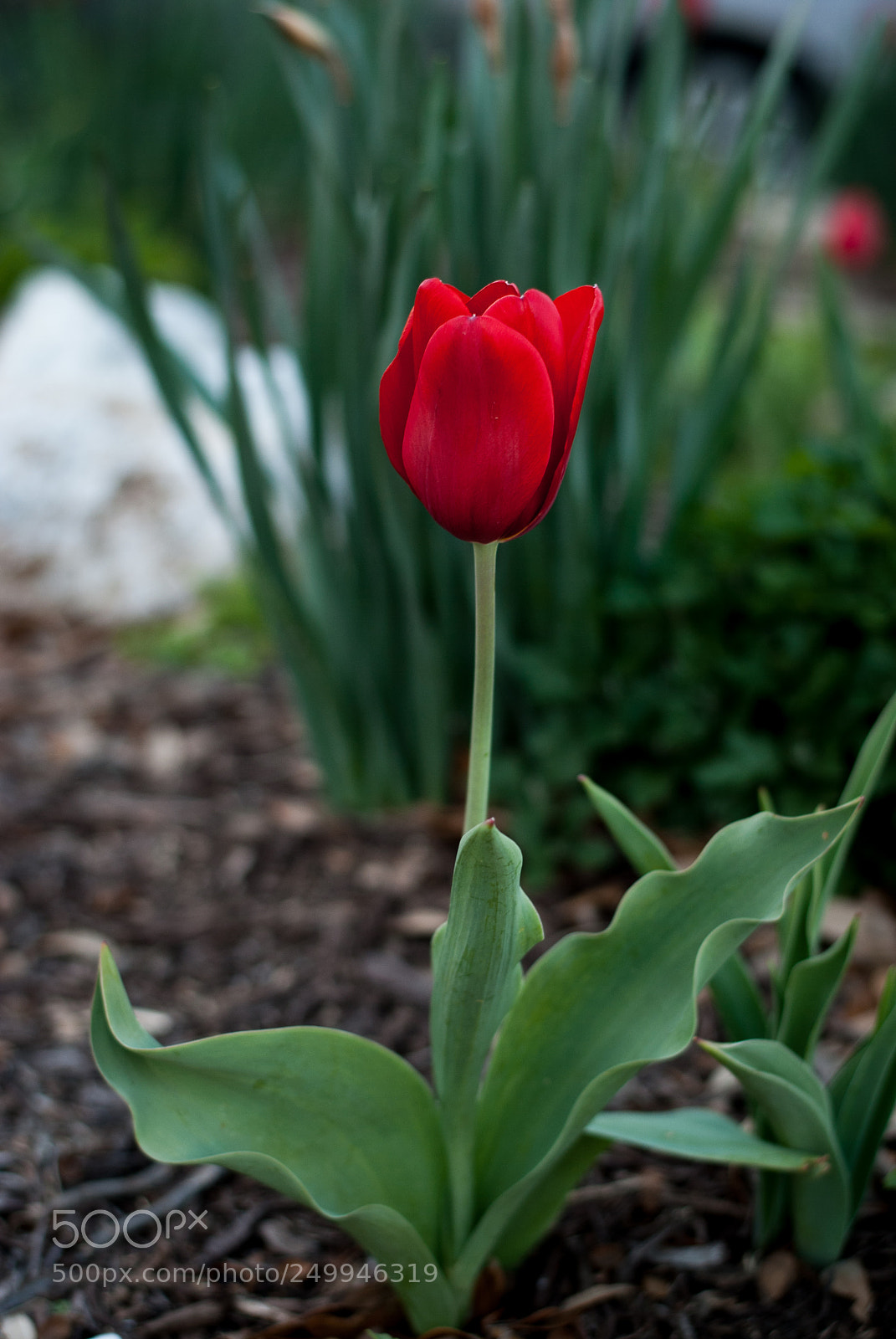 Nikon D3000 sample photo. Red tulip photography