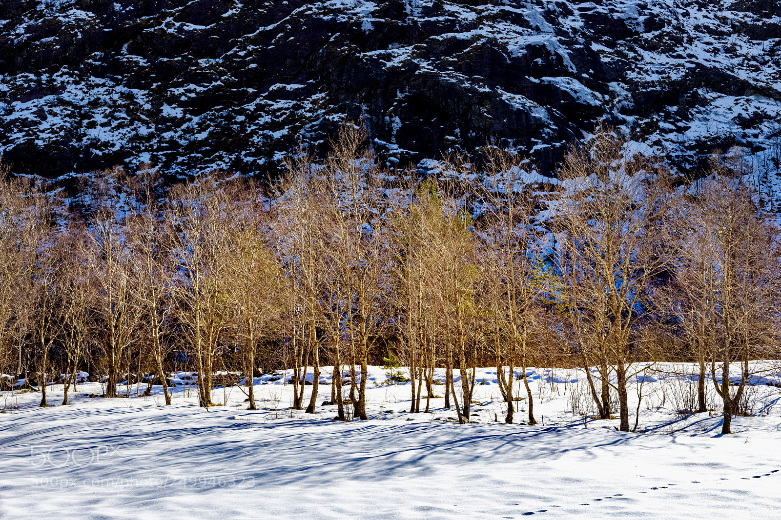 Canon EOS 6D Mark II sample photo. Trees i sunshine photography