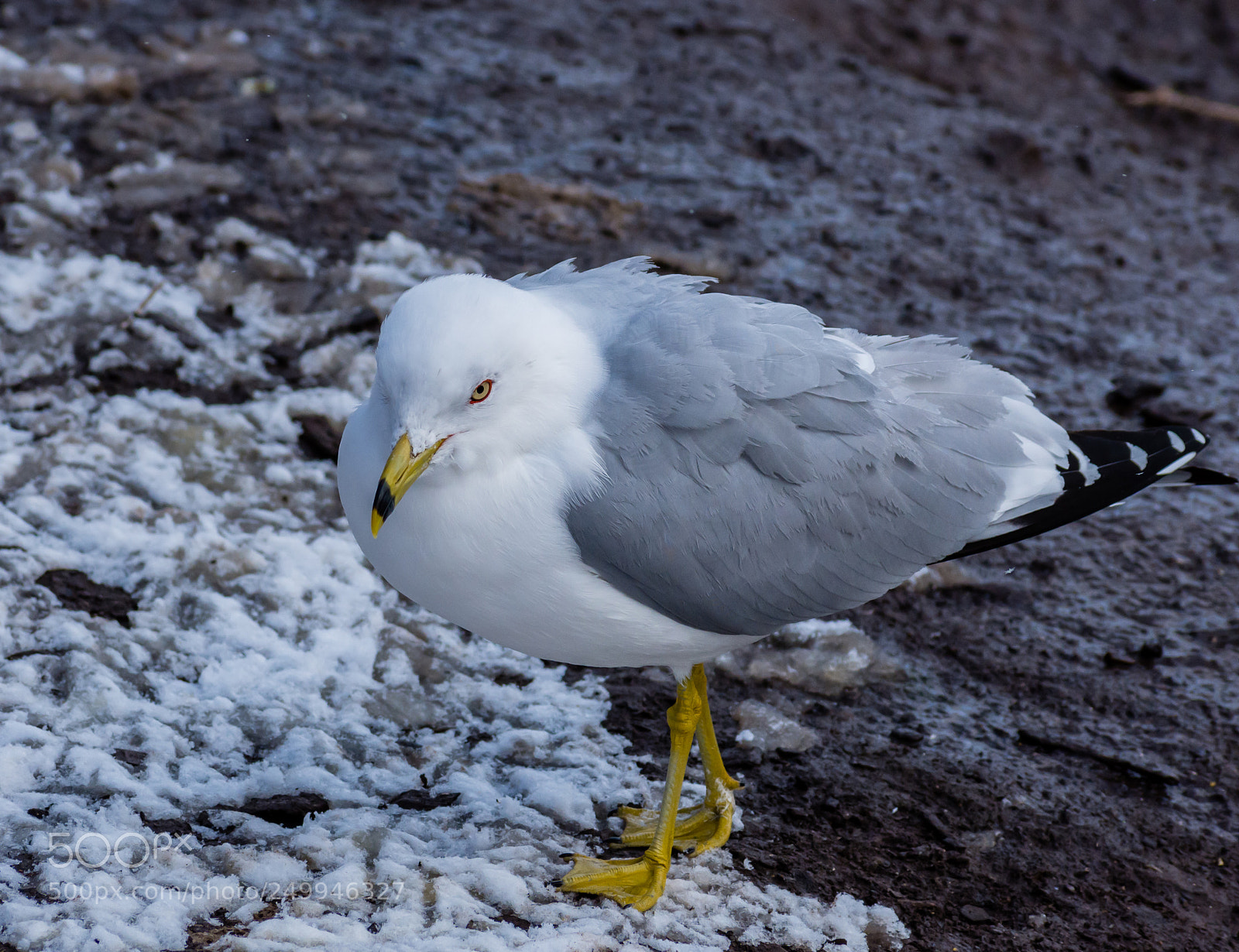 Nikon D7200 sample photo. Ringed billed gull photography