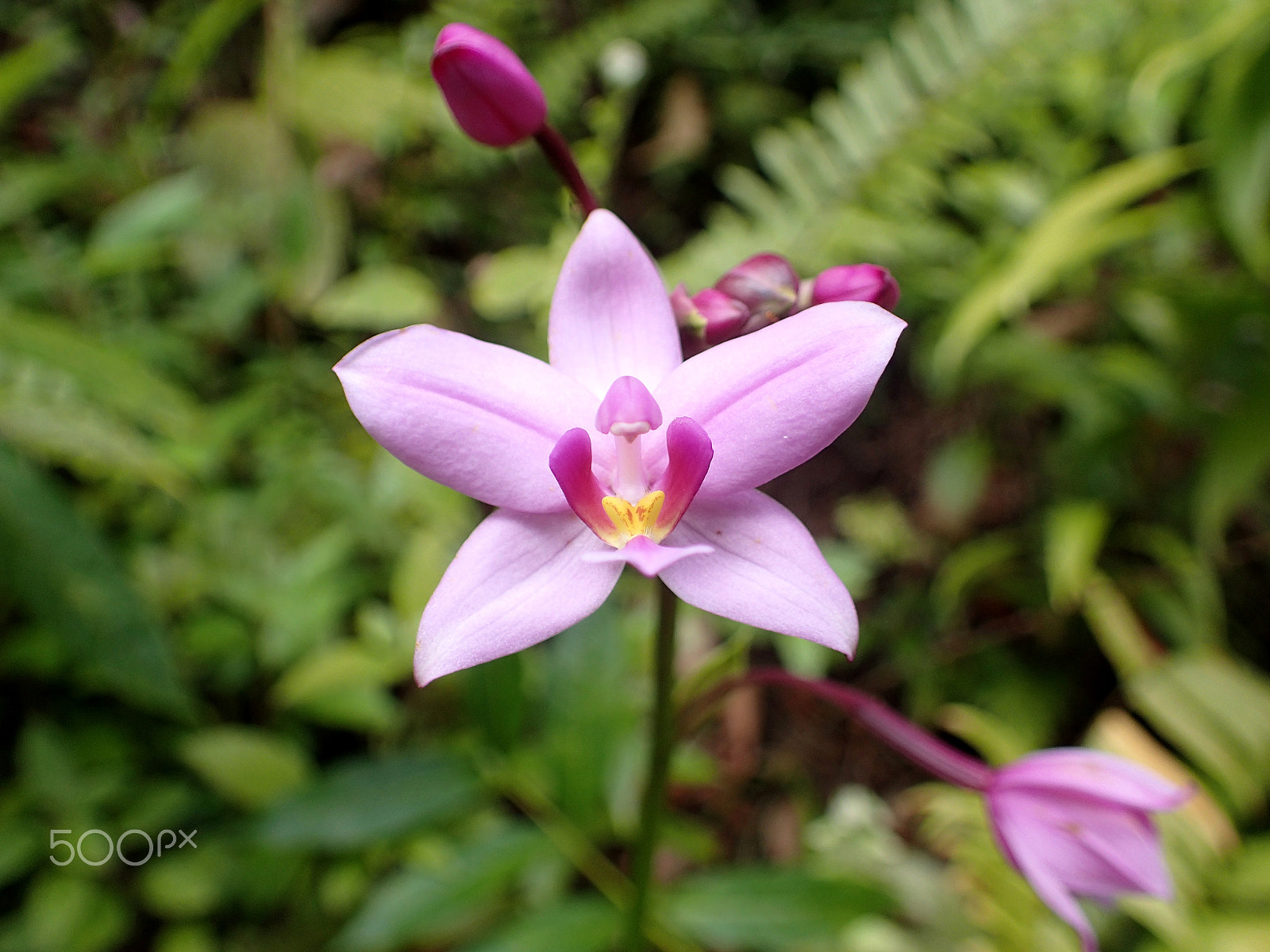 Olympus TG-3 sample photo. Orchidée de la forêt photography