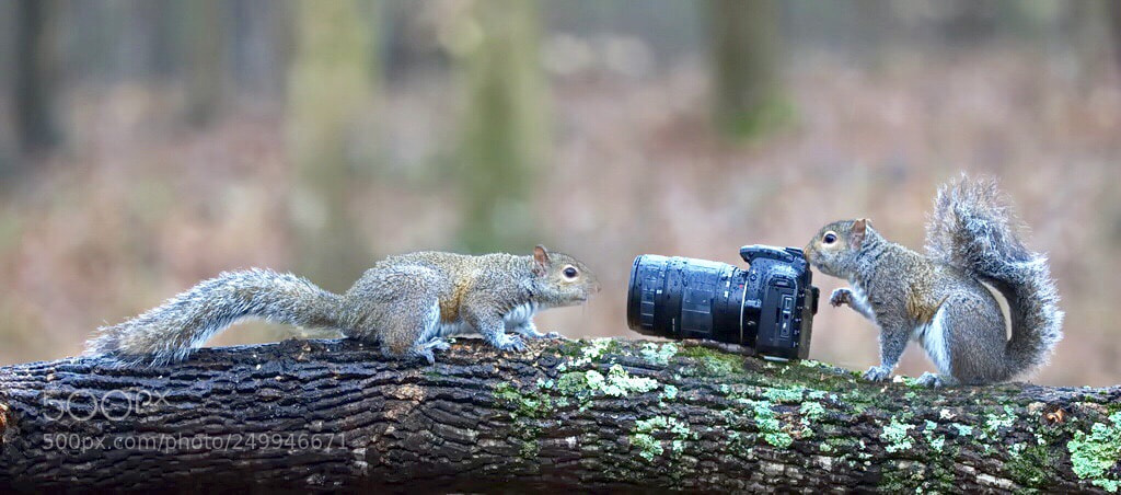 Canon EOS-1D X sample photo. Untitled photography