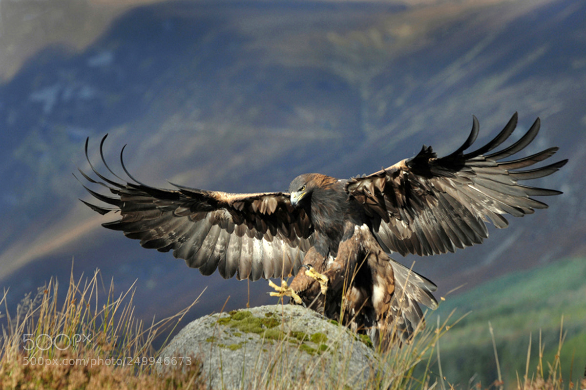 Nikon D3S sample photo. Golden eagle photography