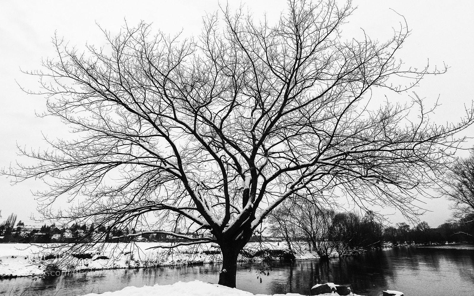 Nikon D800 sample photo. Magic tree photography