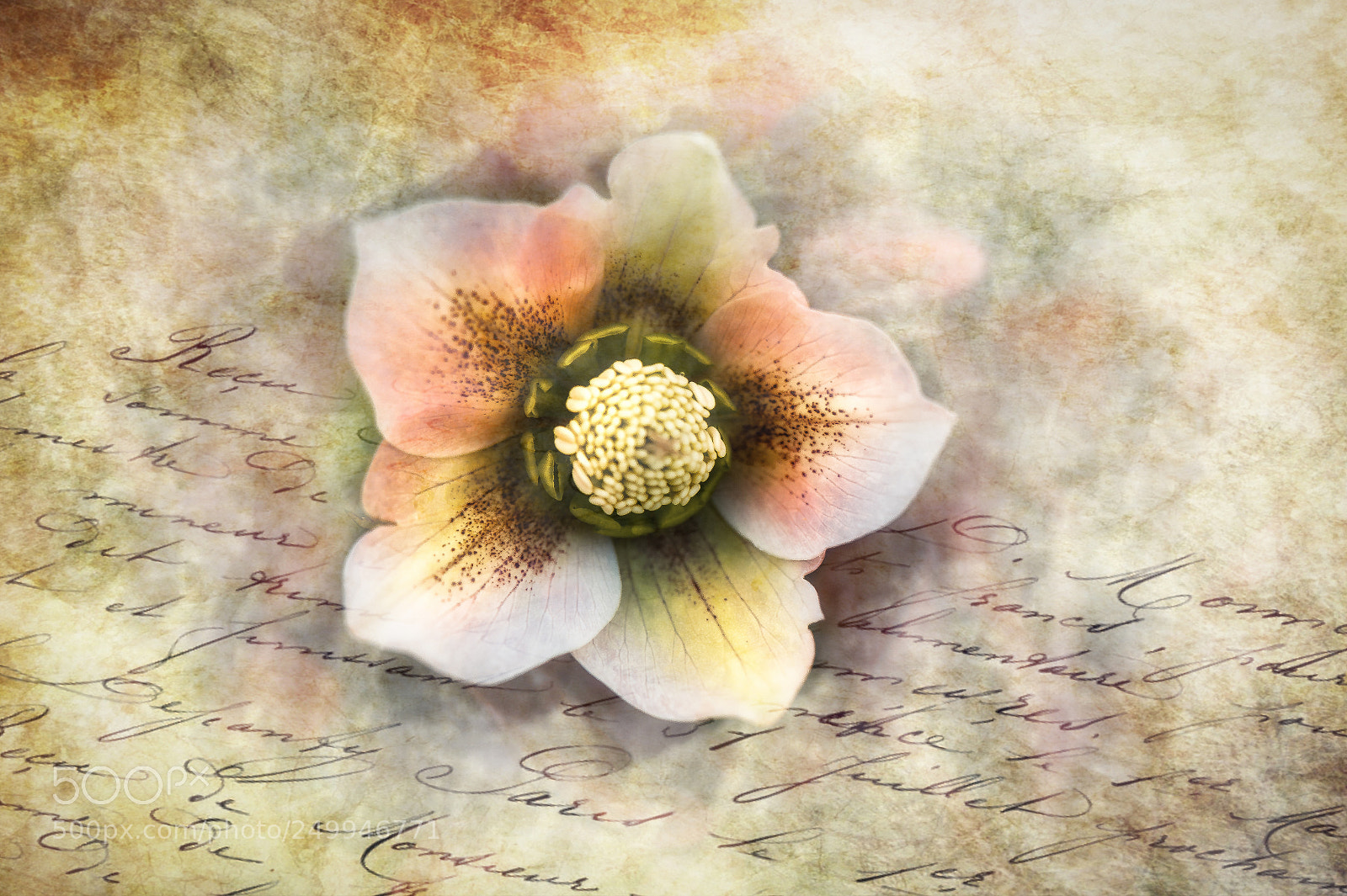 Nikon D4 sample photo. Helleborum photography