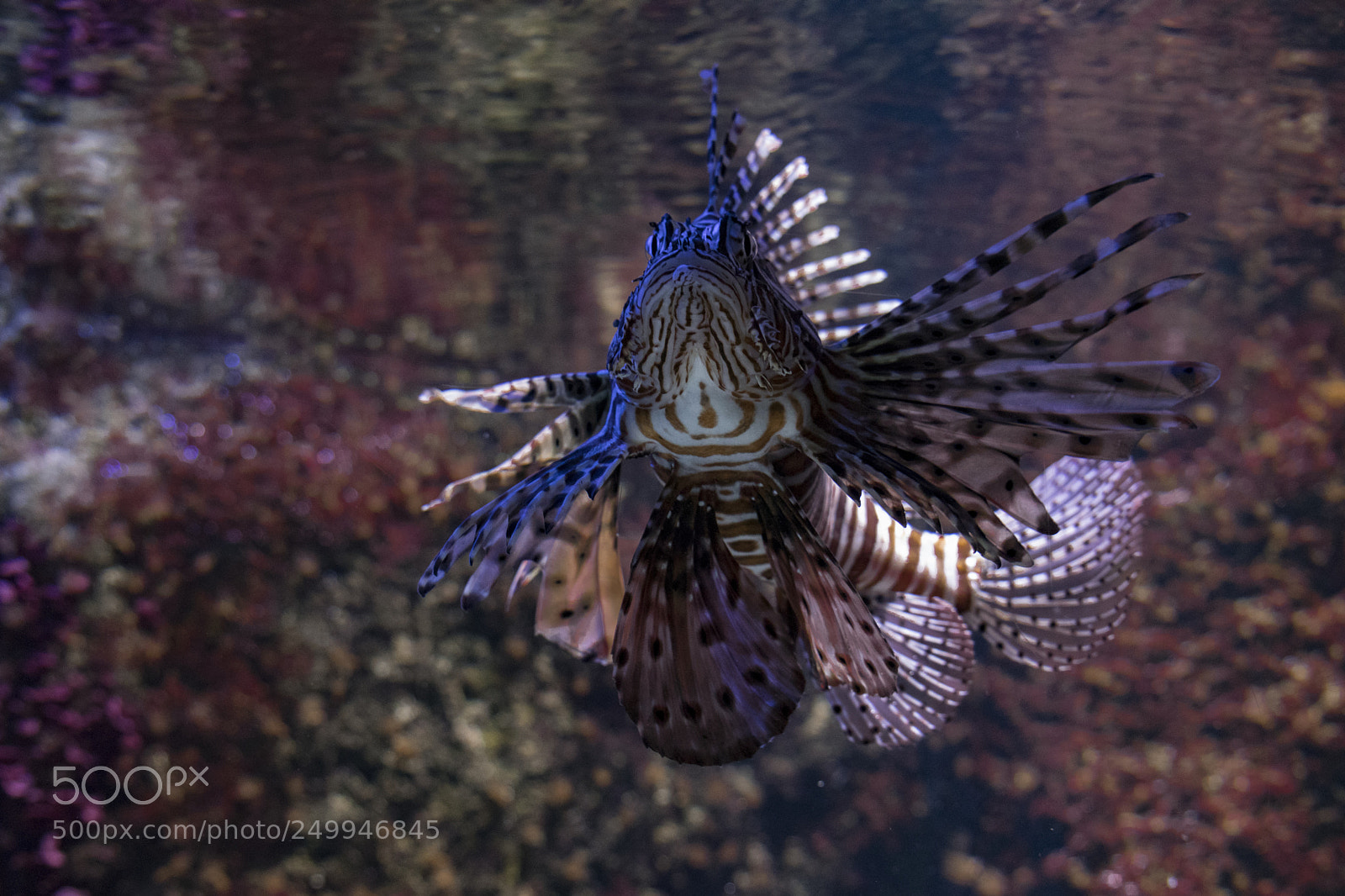 Canon EOS 200D (EOS Rebel SL2 / EOS Kiss X9) sample photo. Lionfish photography