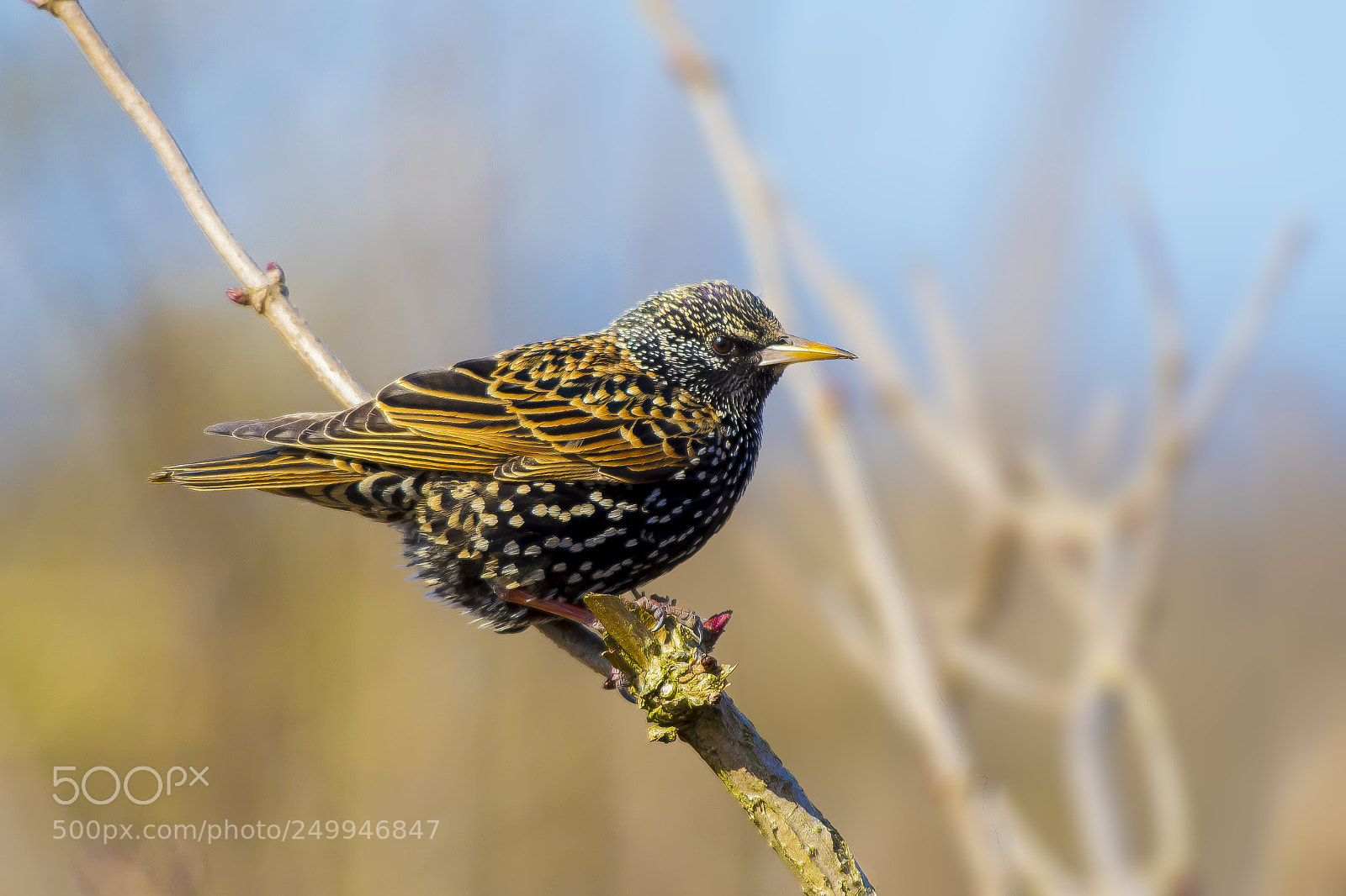 Pentax KP sample photo. Common starling photography