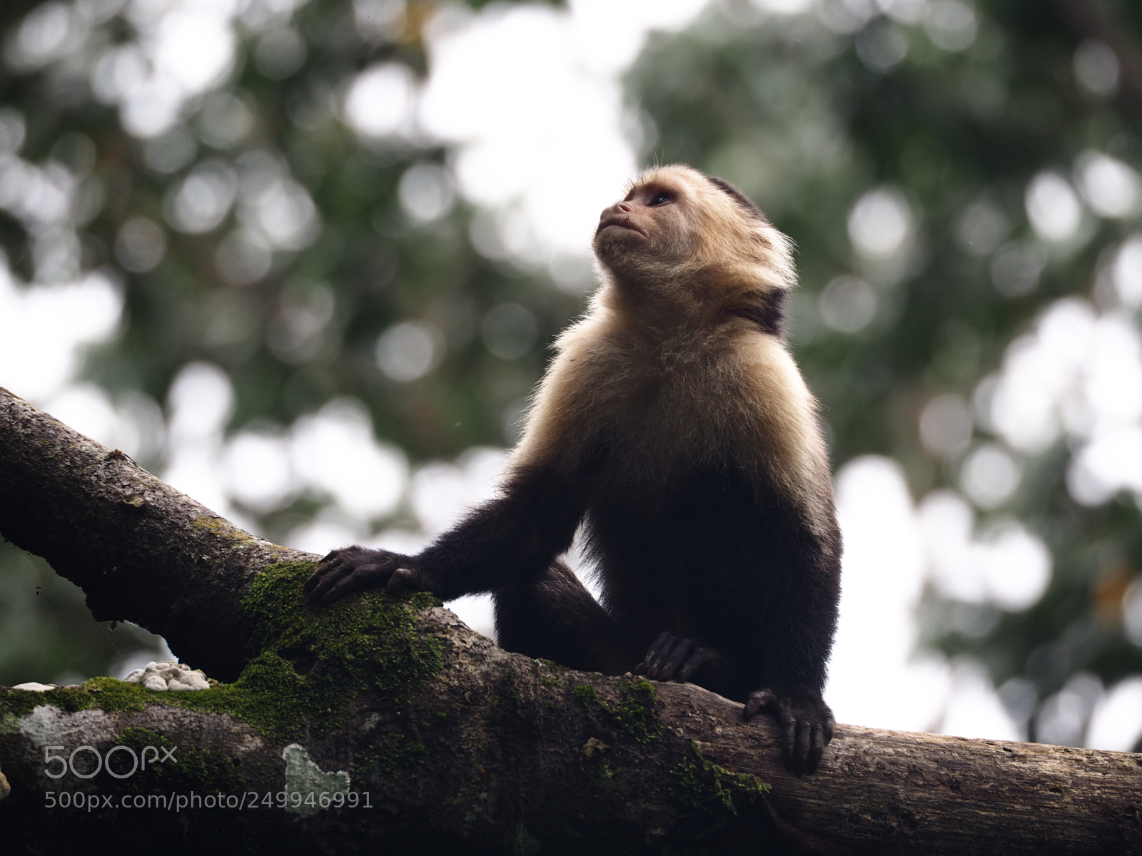 Olympus OM-D E-M10 II sample photo. Cahuita national park photography