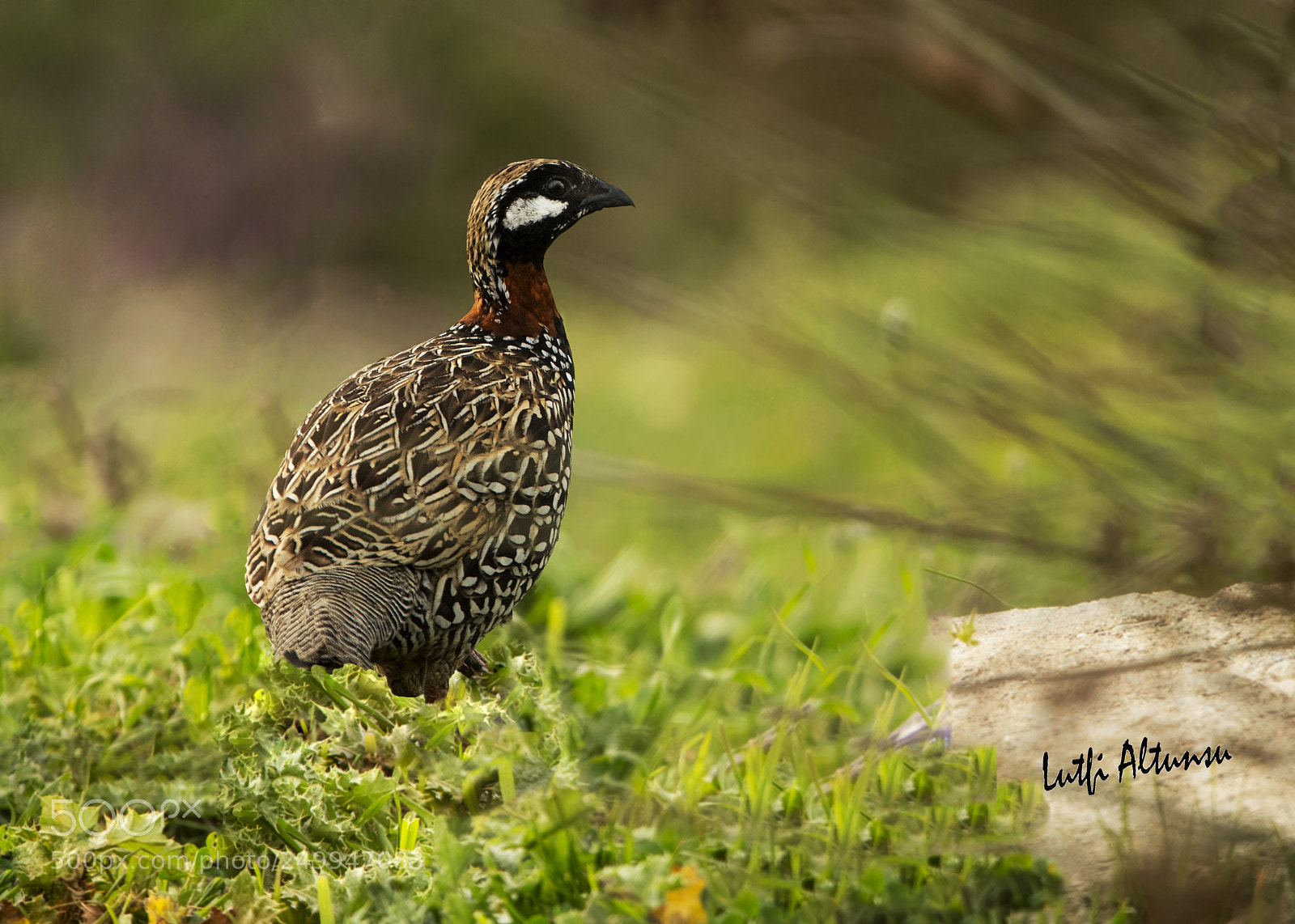 Nikon D500 sample photo. Black francolin tura photography